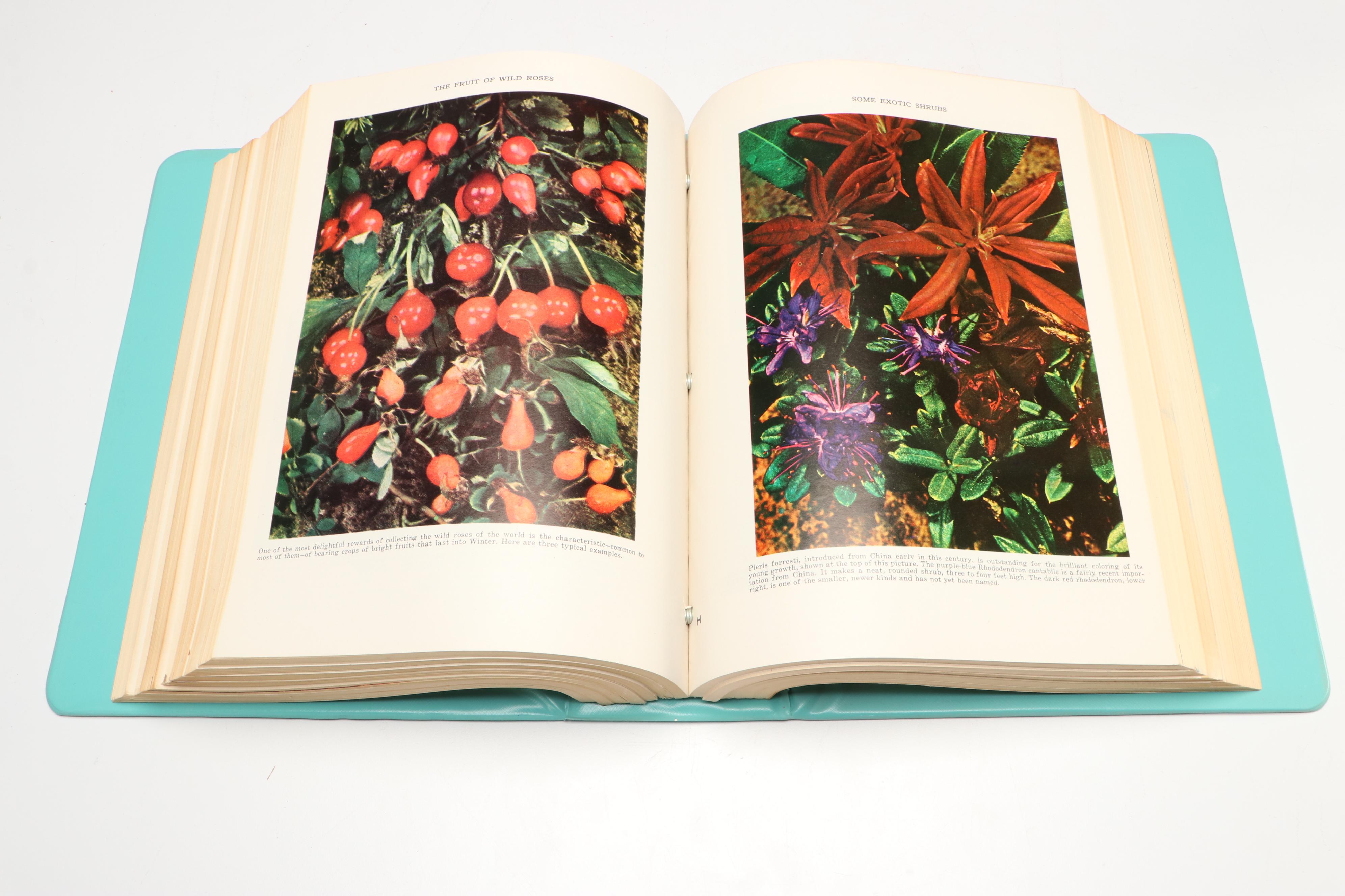 "The Illustrated Home Garden Guide" Edited by E. L. D. Seymour, 1961