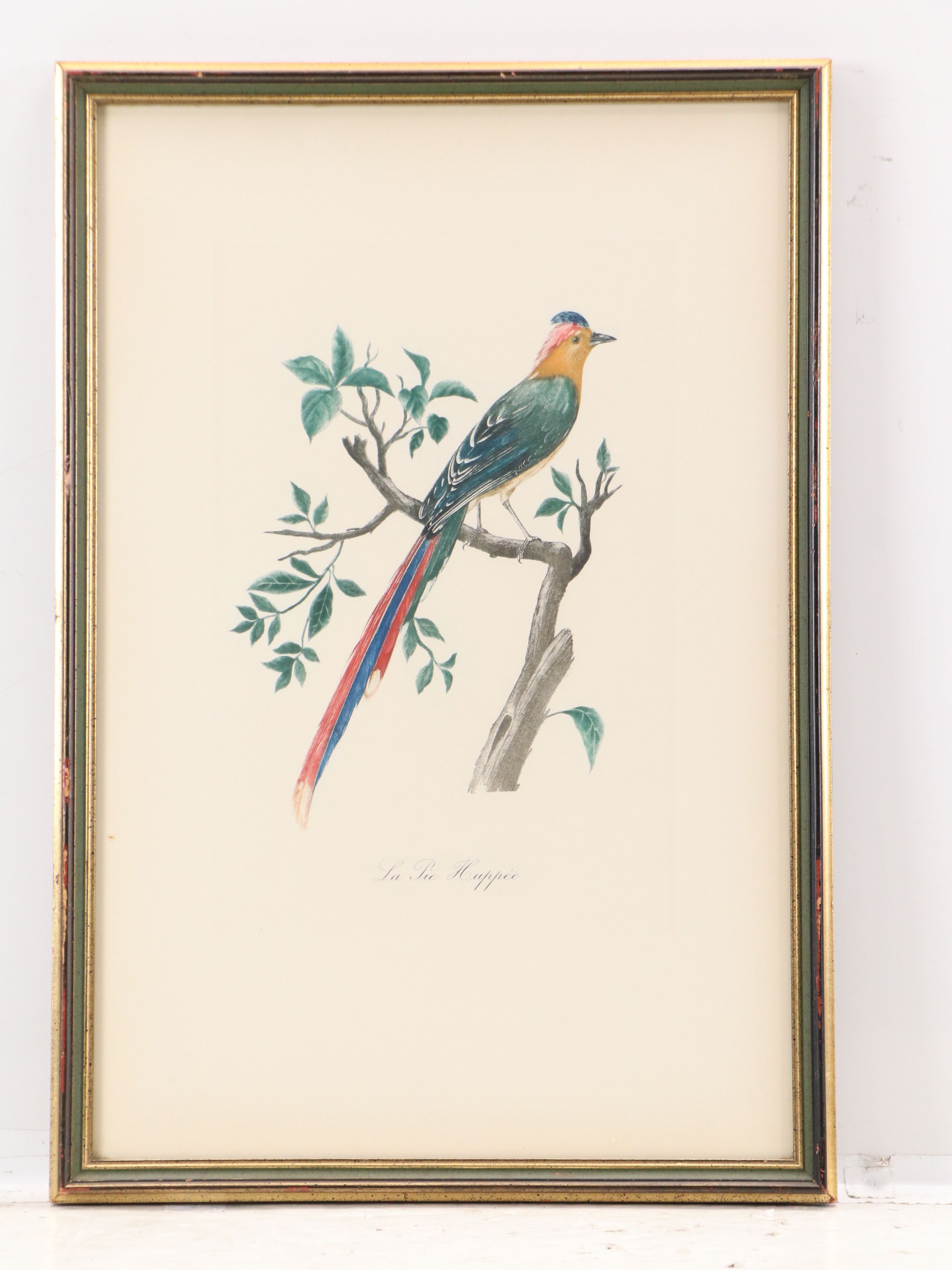 Color Engravings After Jacques Barraband Including "Le Grand Paradis Emeraude"