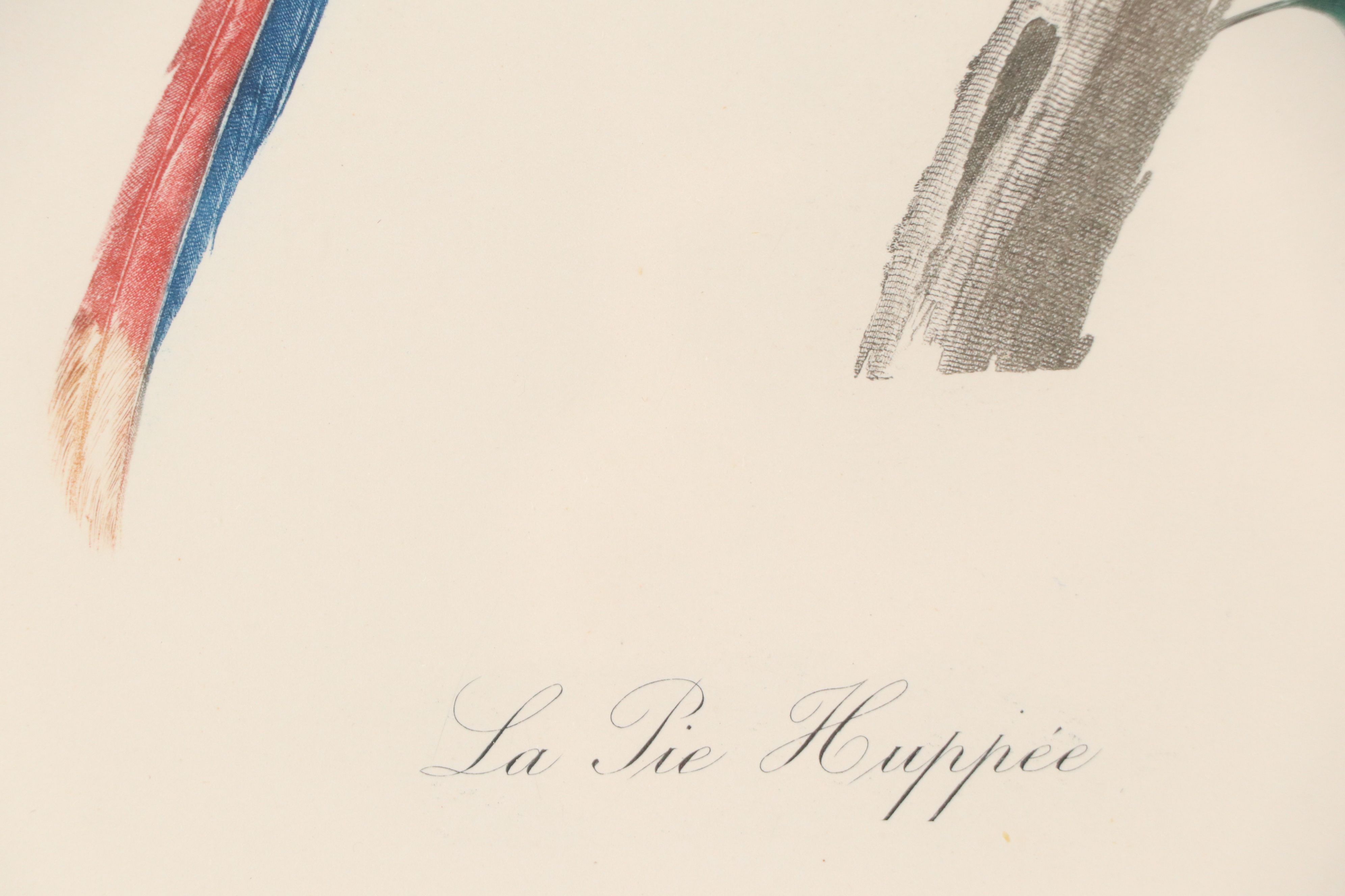 Color Engravings After Jacques Barraband Including "Le Grand Paradis Emeraude"