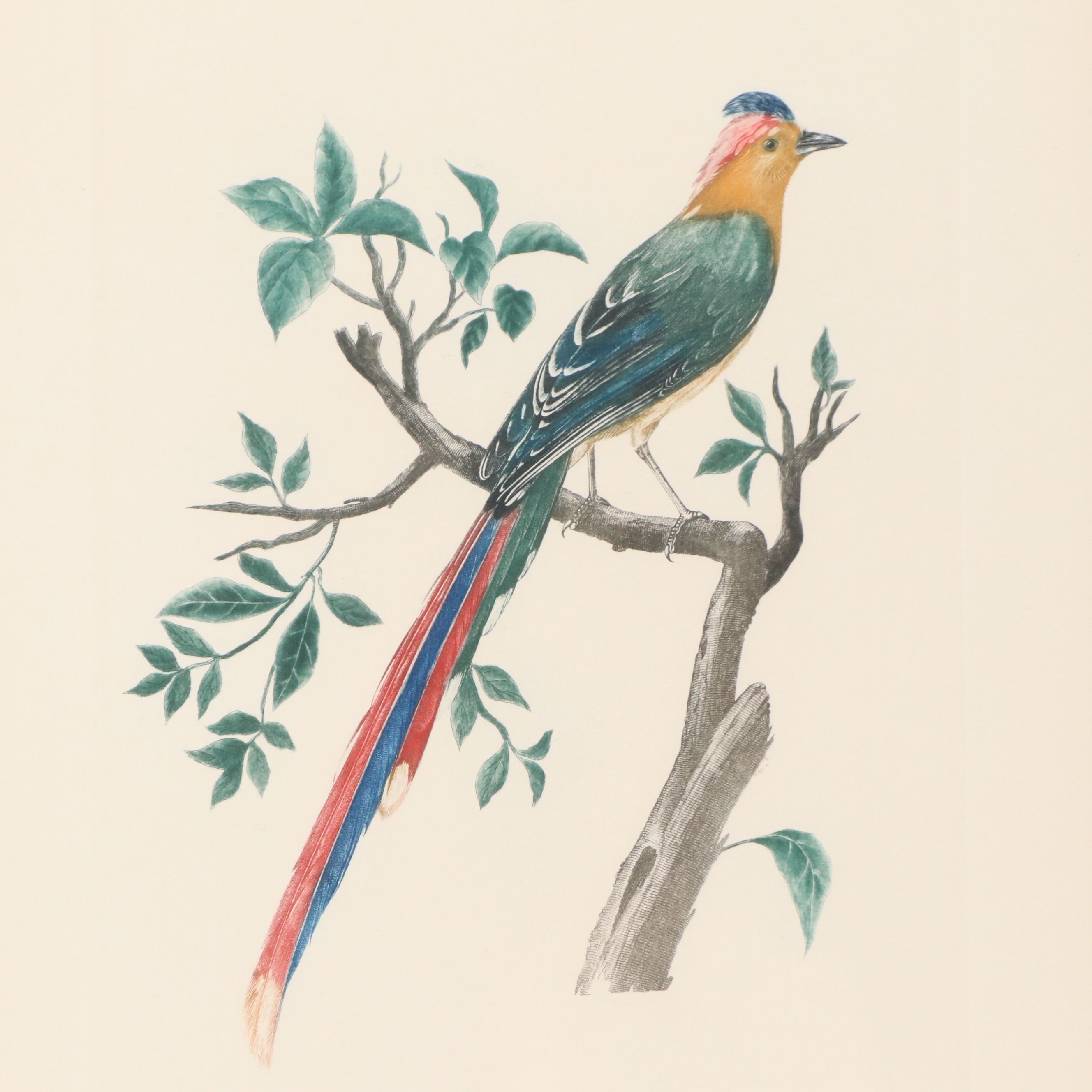 Color Engravings After Jacques Barraband Including "Le Grand Paradis Emeraude"