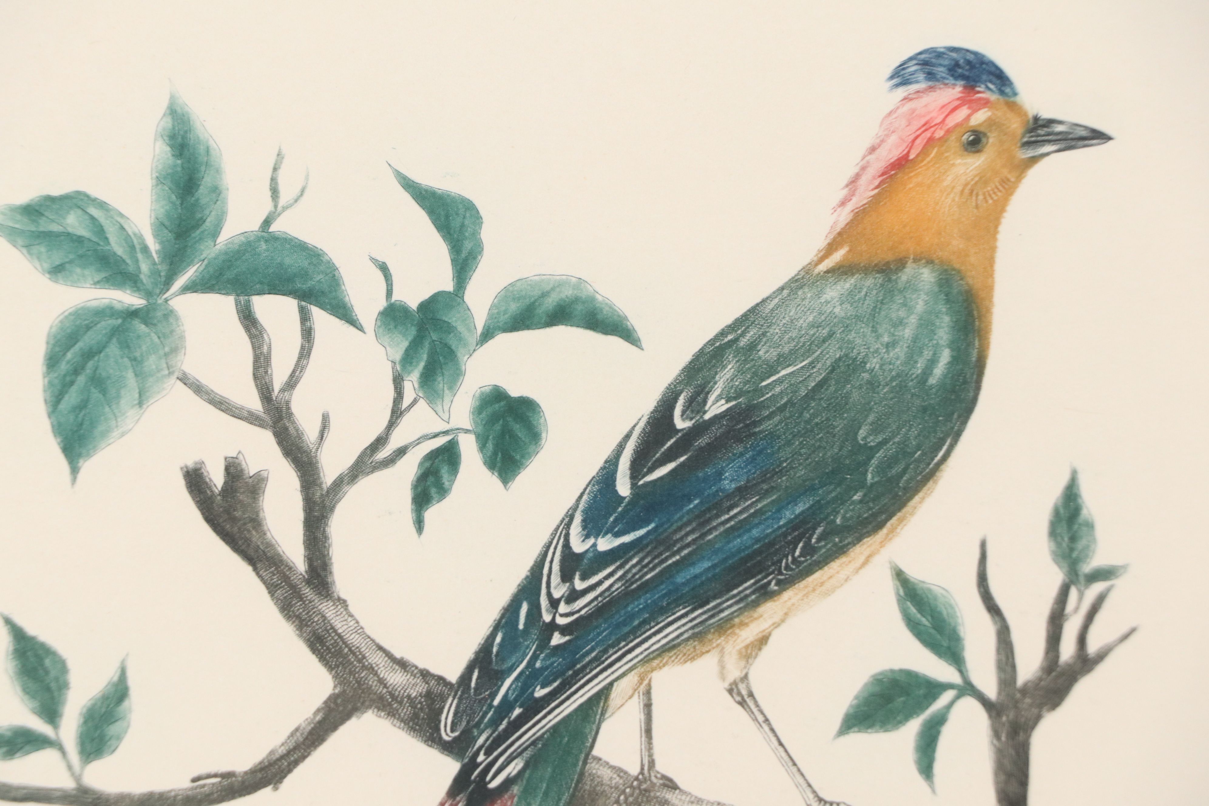 Color Engravings After Jacques Barraband Including "Le Grand Paradis Emeraude"