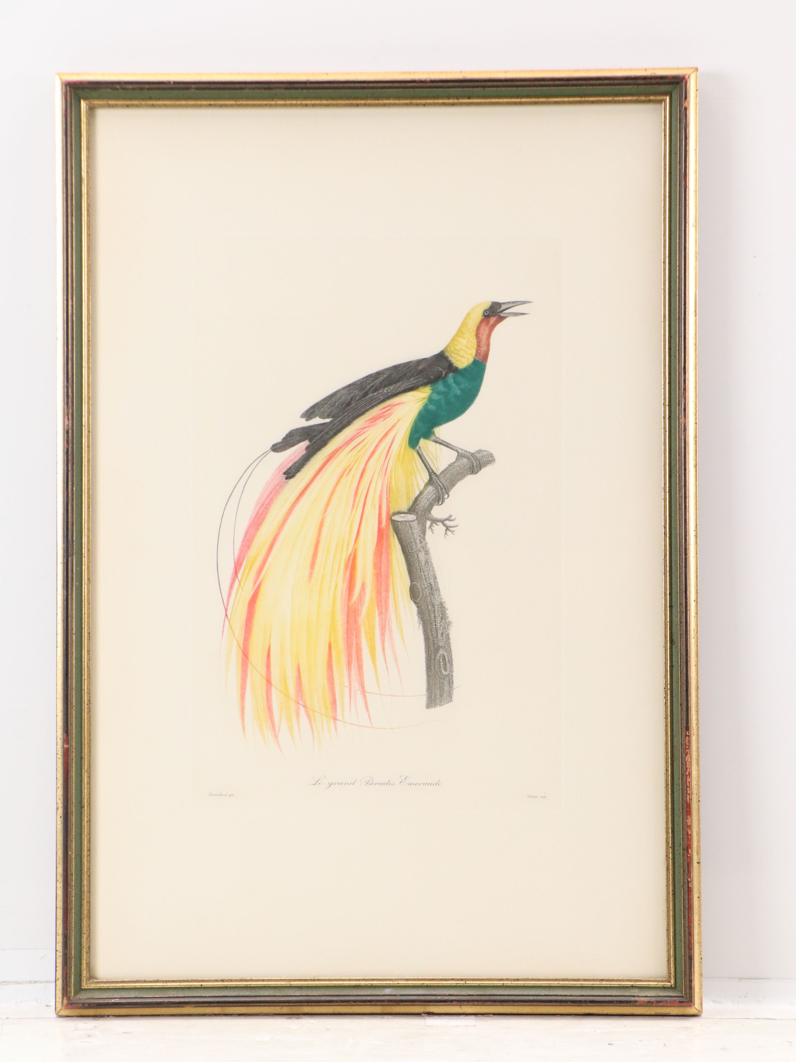 Color Engravings After Jacques Barraband Including "Le Grand Paradis Emeraude"