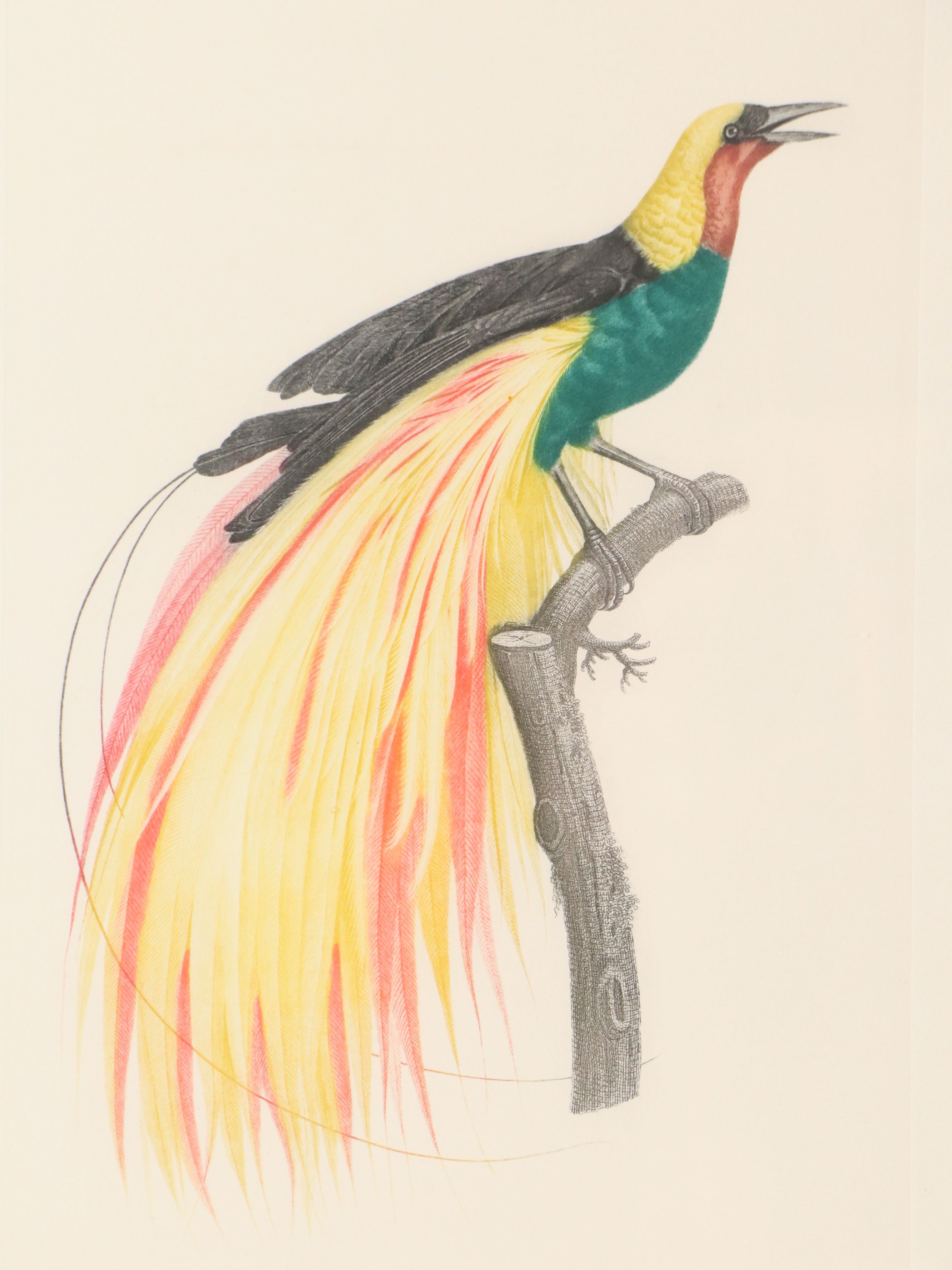 Color Engravings After Jacques Barraband Including "Le Grand Paradis Emeraude"