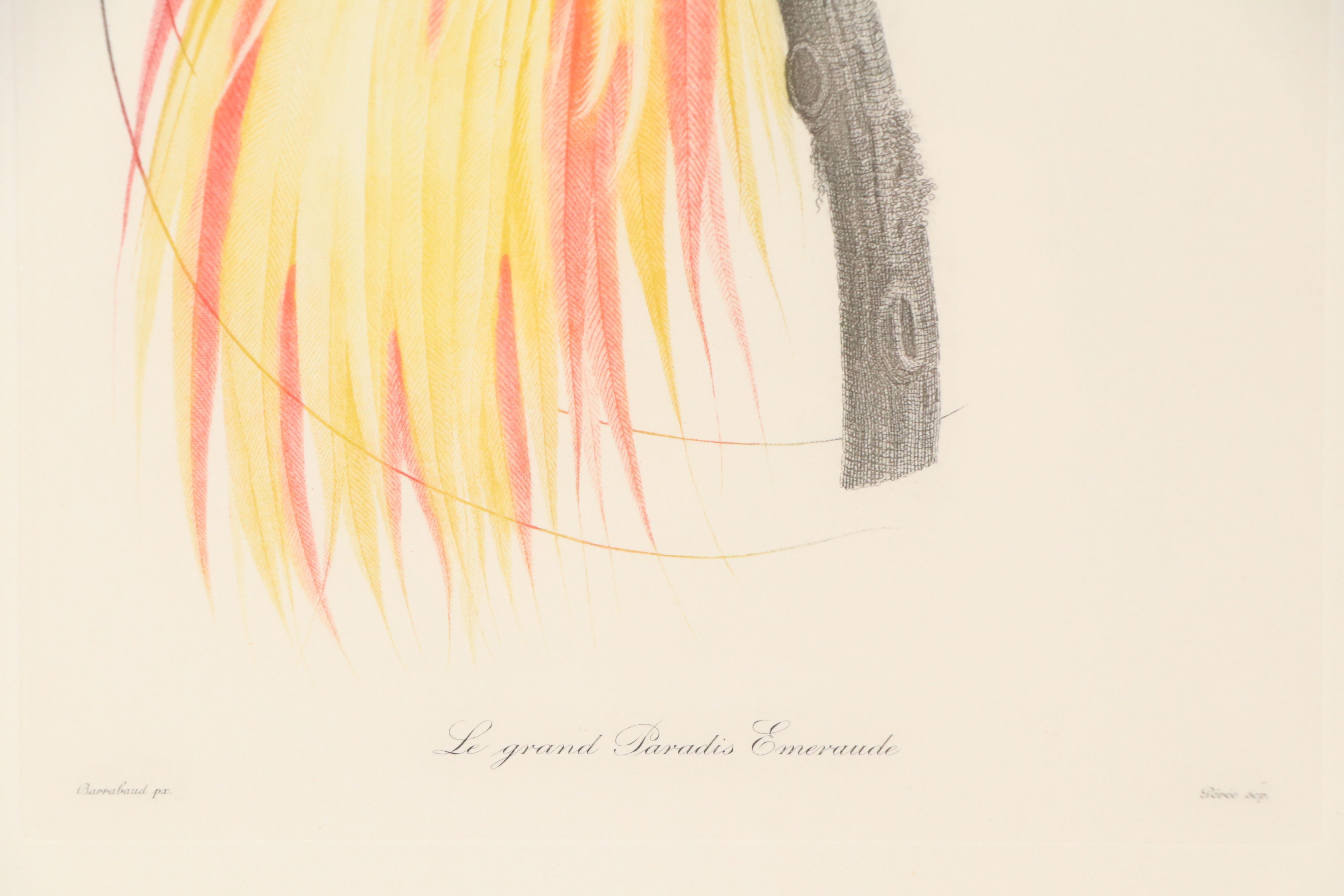 Color Engravings After Jacques Barraband Including "Le Grand Paradis Emeraude"