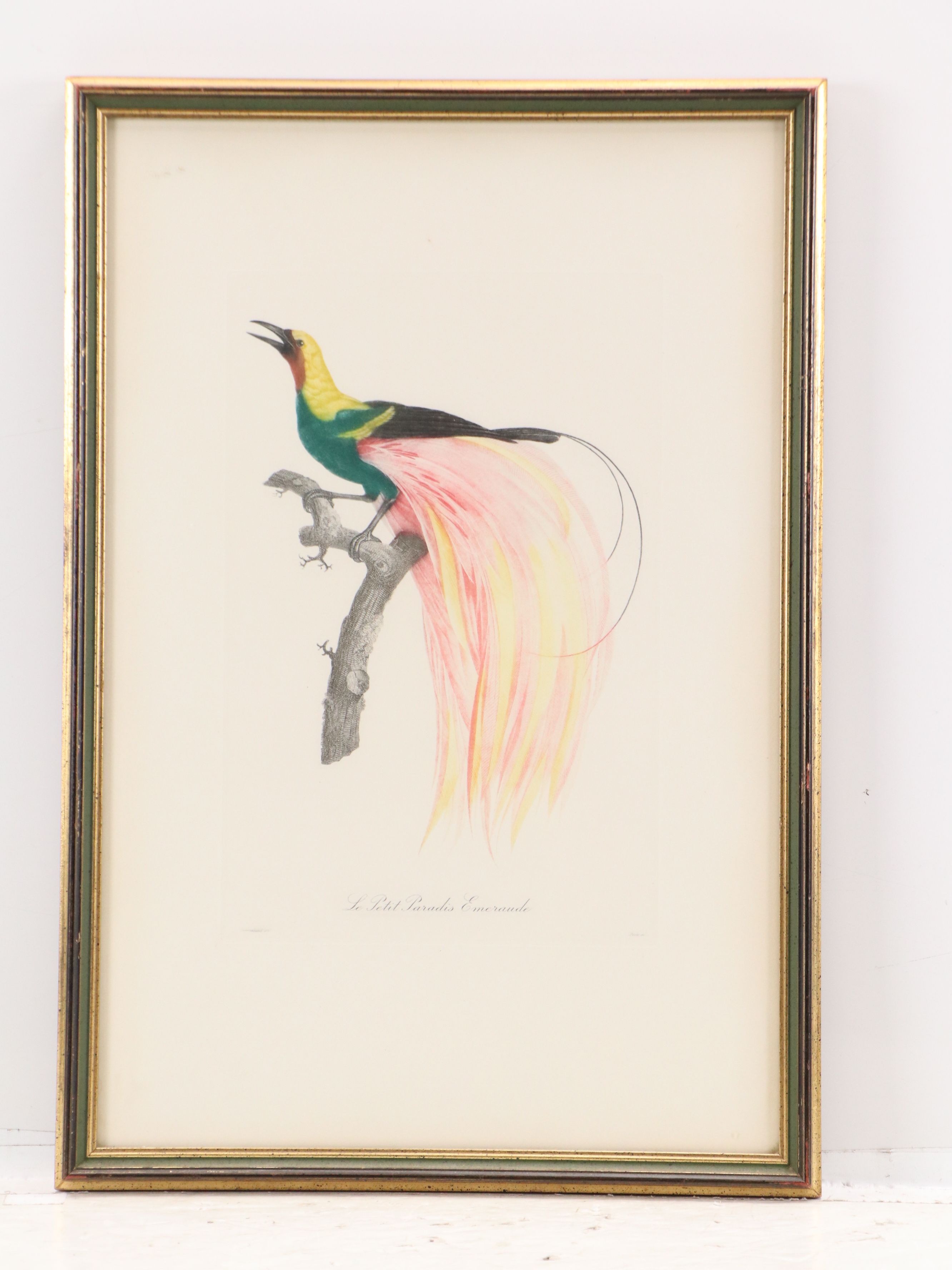 Color Engravings After Jacques Barraband Including "Le Grand Paradis Emeraude"