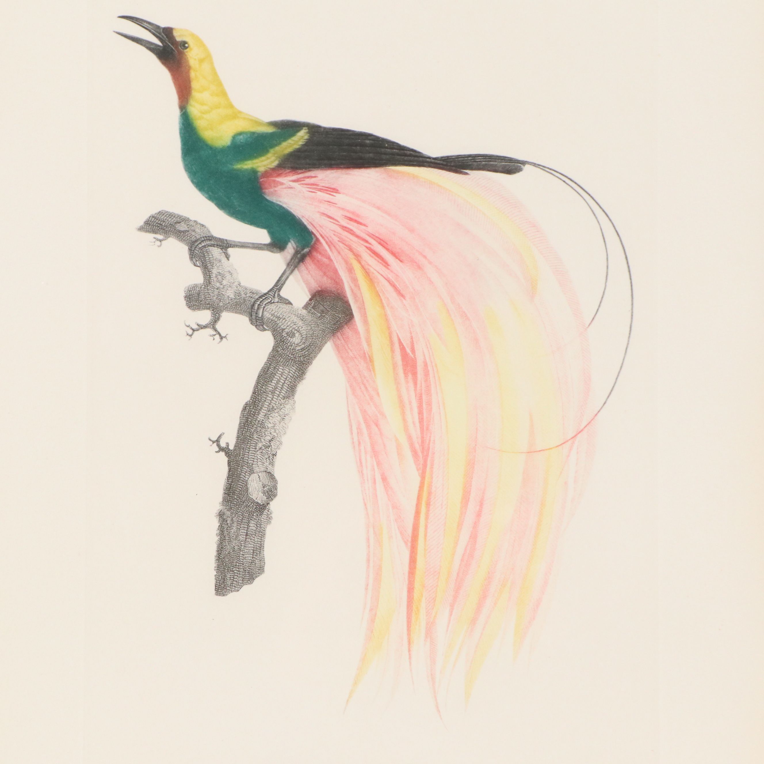 Color Engravings After Jacques Barraband Including "Le Grand Paradis Emeraude"