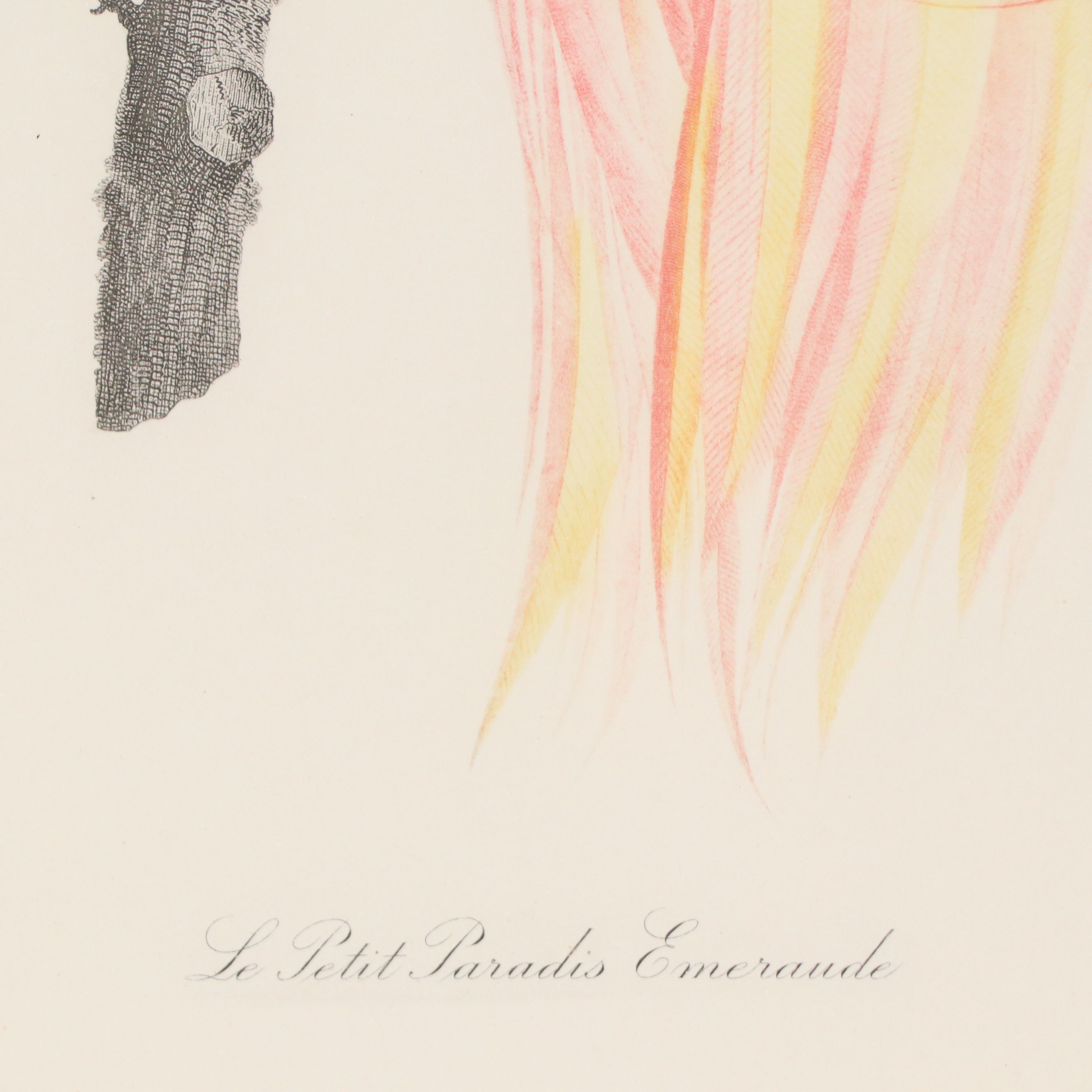 Color Engravings After Jacques Barraband Including "Le Grand Paradis Emeraude"