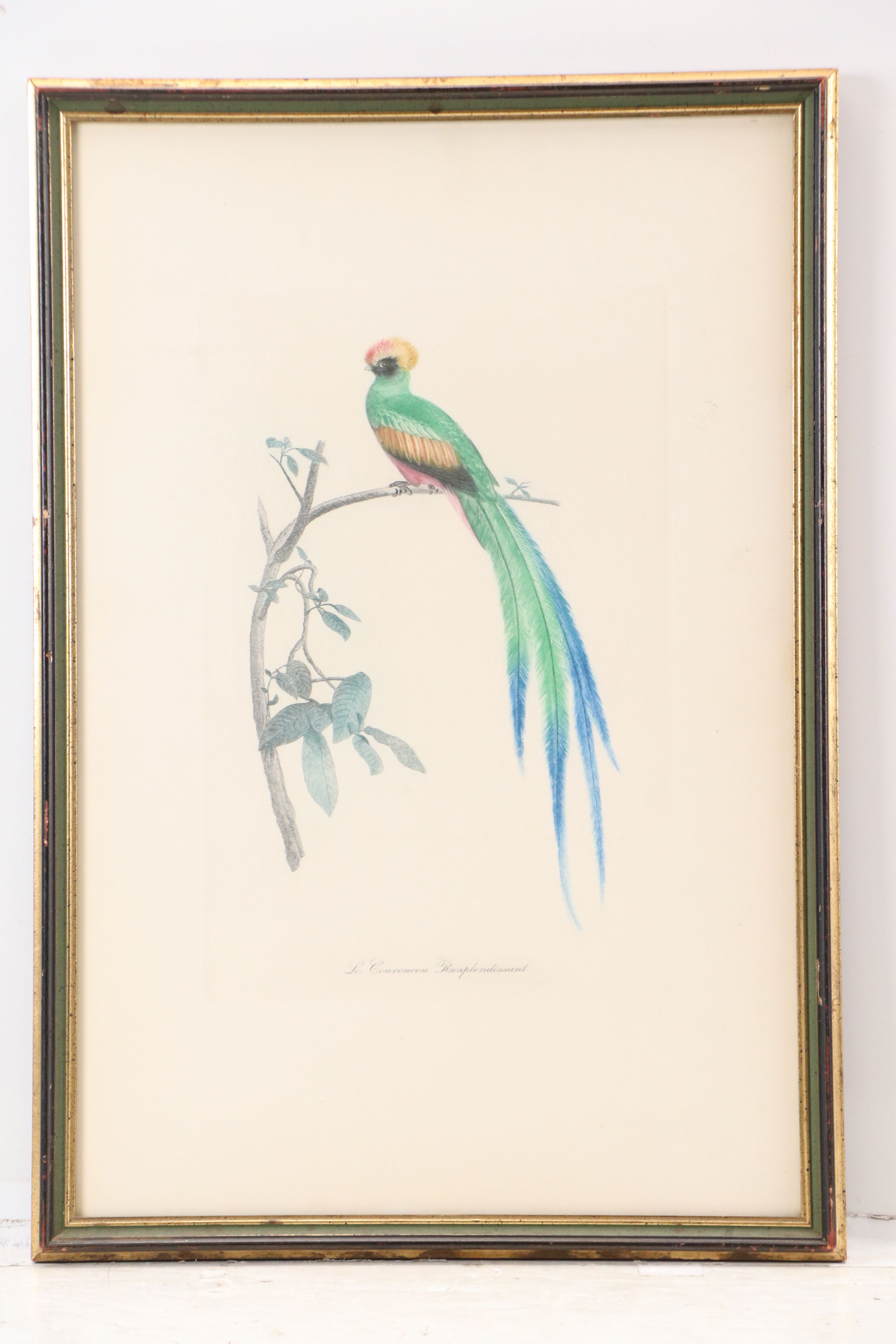 Color Engravings After Jacques Barraband Including "Le Grand Paradis Emeraude"