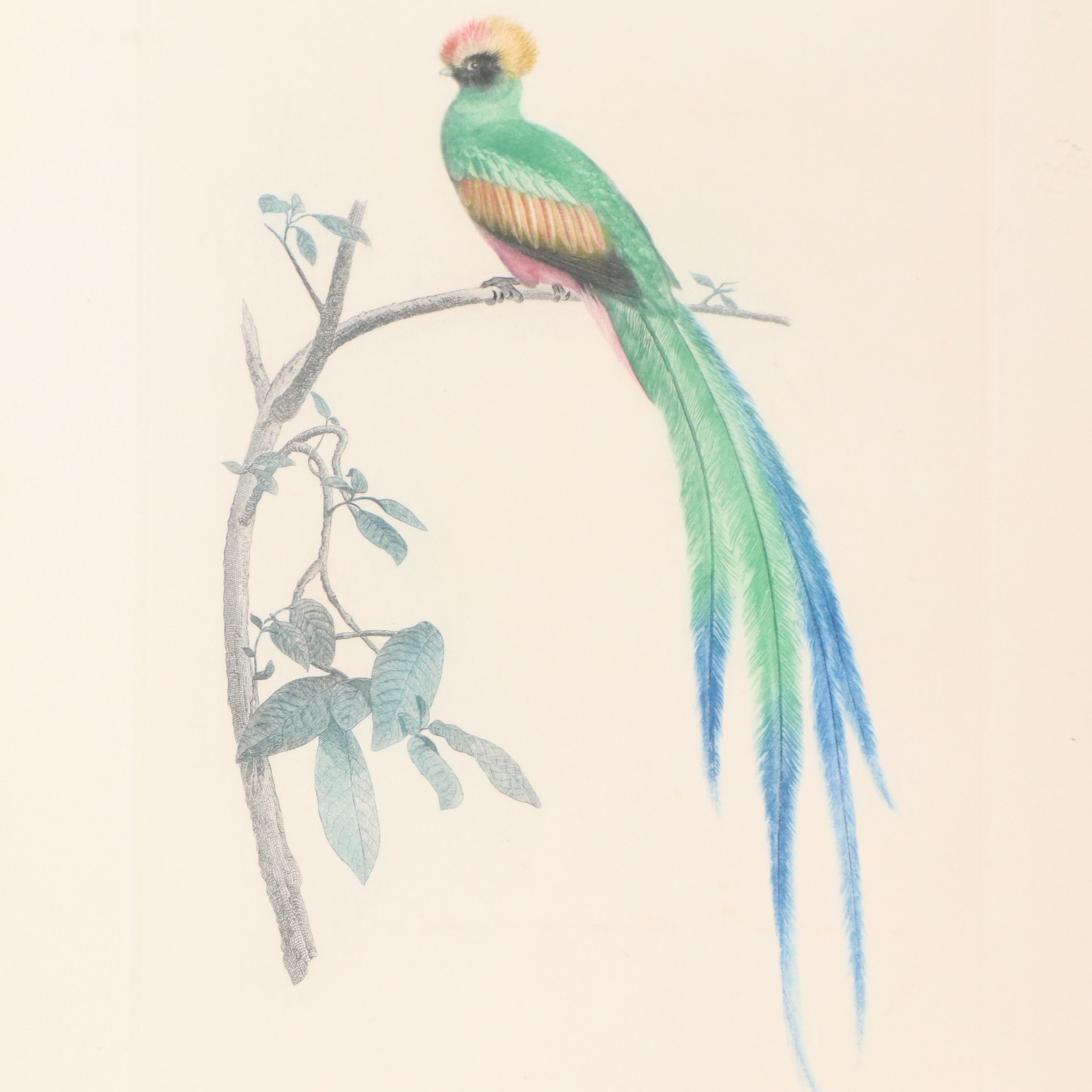 Color Engravings After Jacques Barraband Including "Le Grand Paradis Emeraude"
