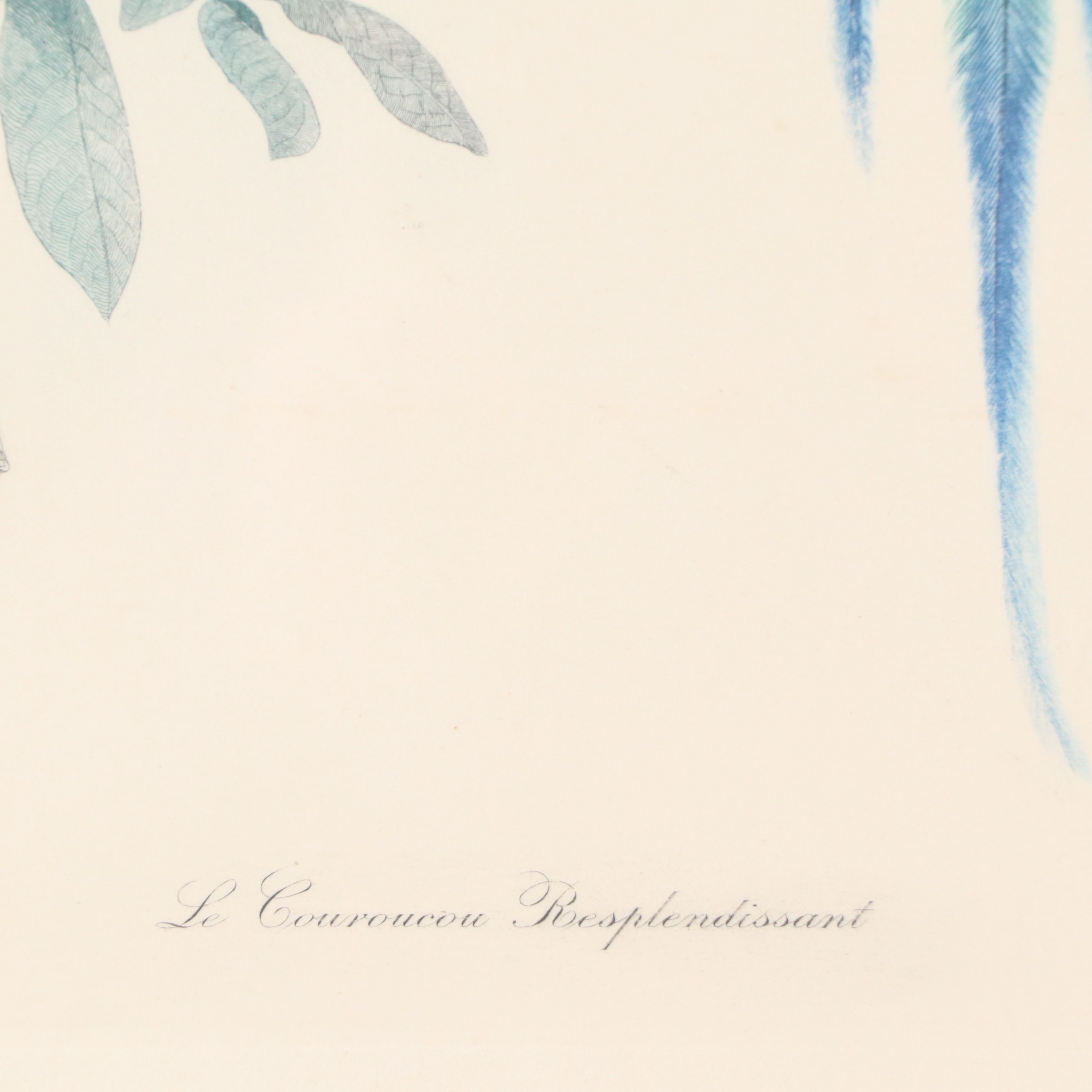 Color Engravings After Jacques Barraband Including "Le Grand Paradis Emeraude"