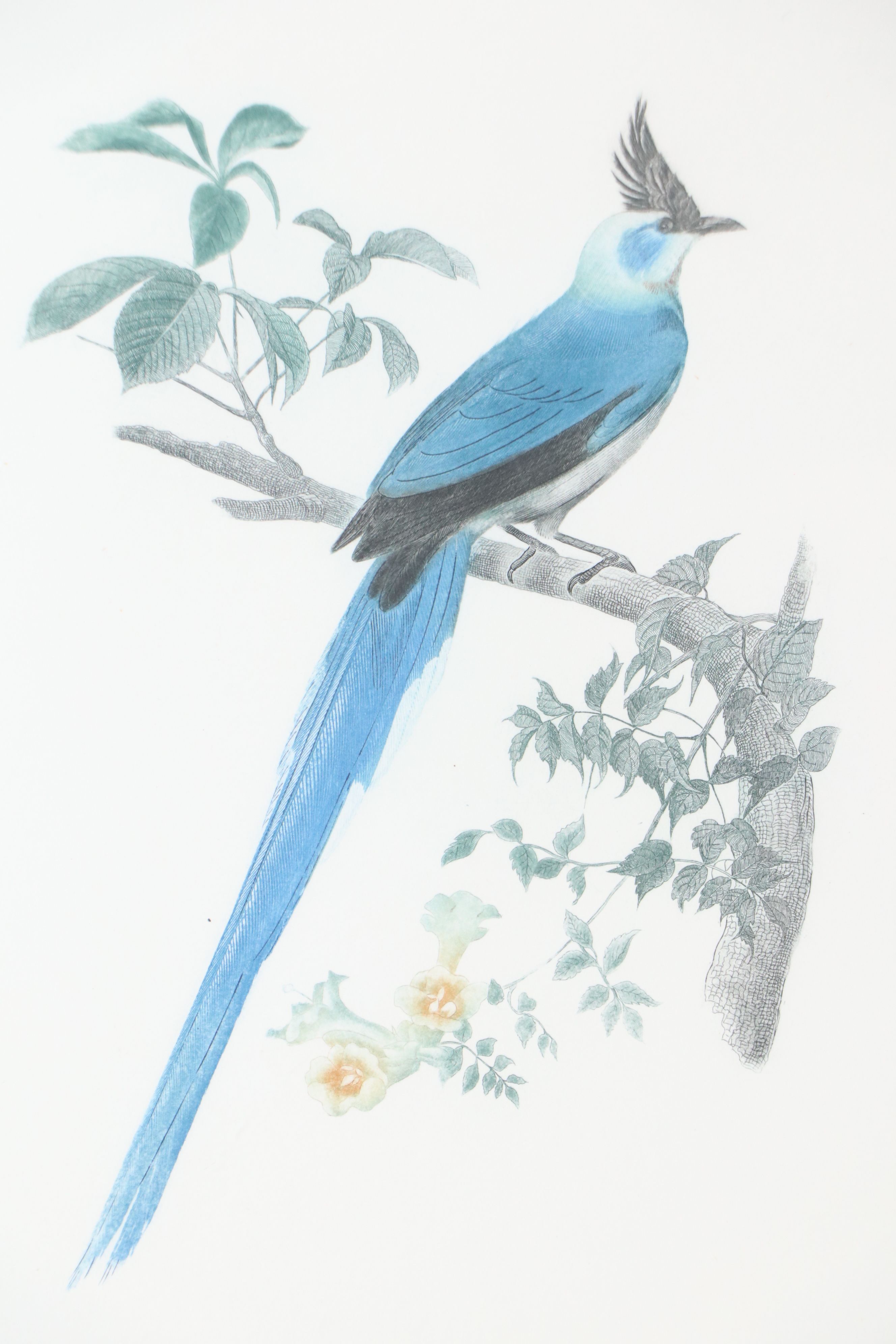 Color Engravings After Jacques Barraband Including "Le Grand Paradis Emeraude"