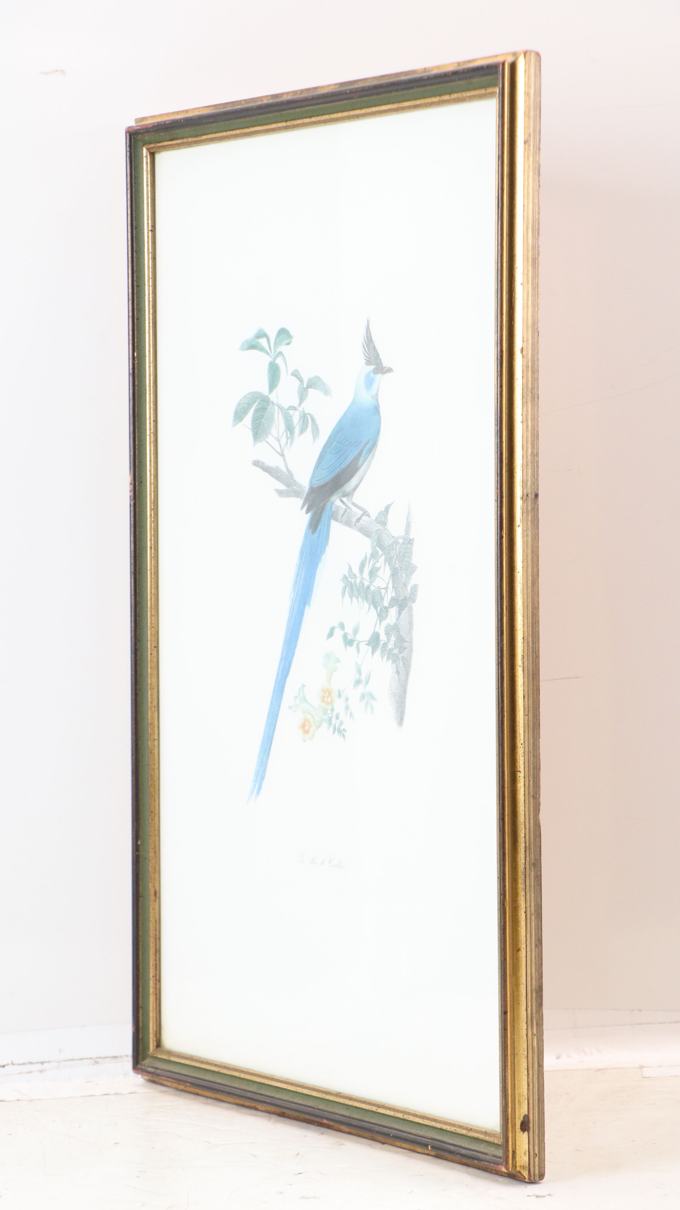 Color Engravings After Jacques Barraband Including "Le Grand Paradis Emeraude"