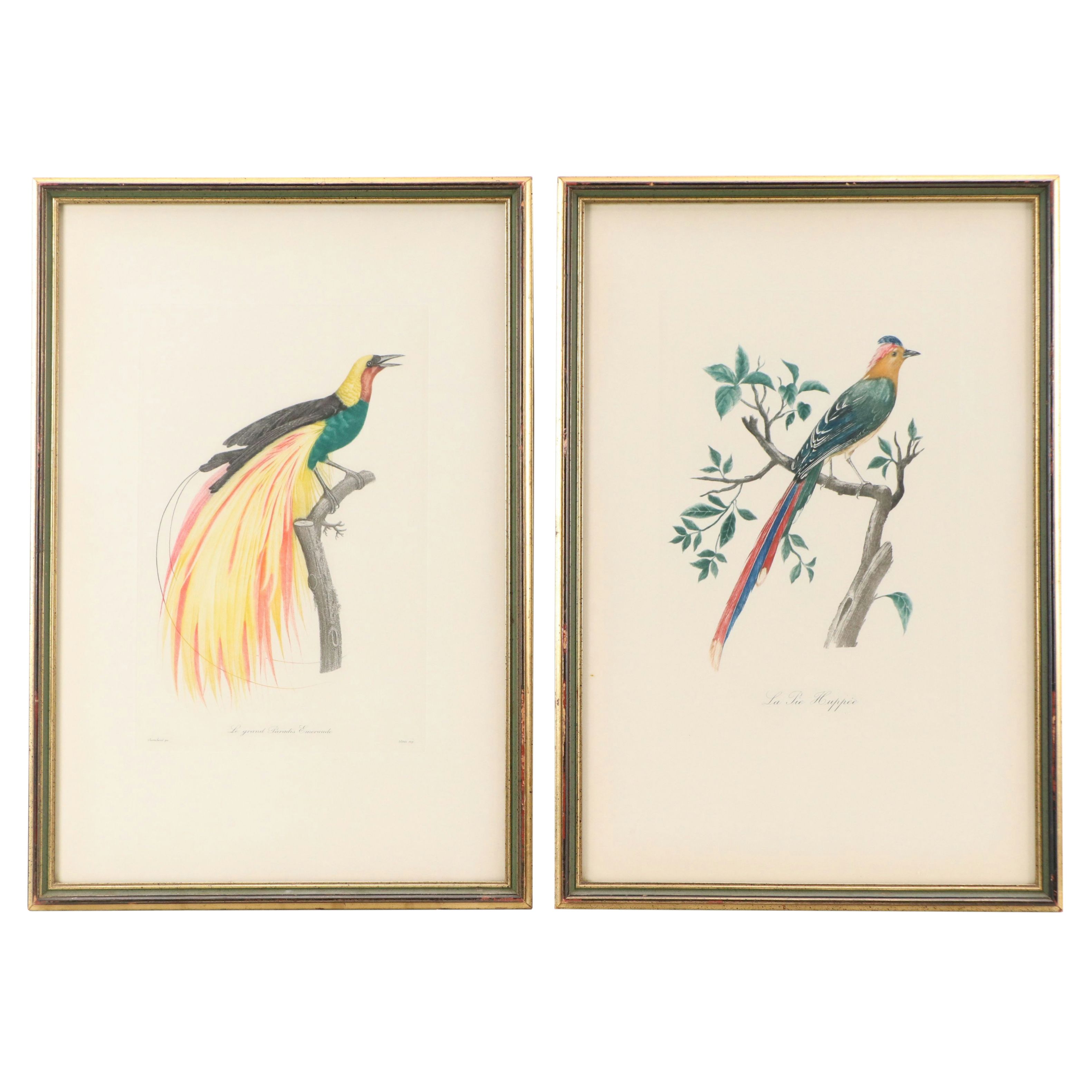 Color Engravings After Jacques Barraband Including "Le Grand Paradis Emeraude"