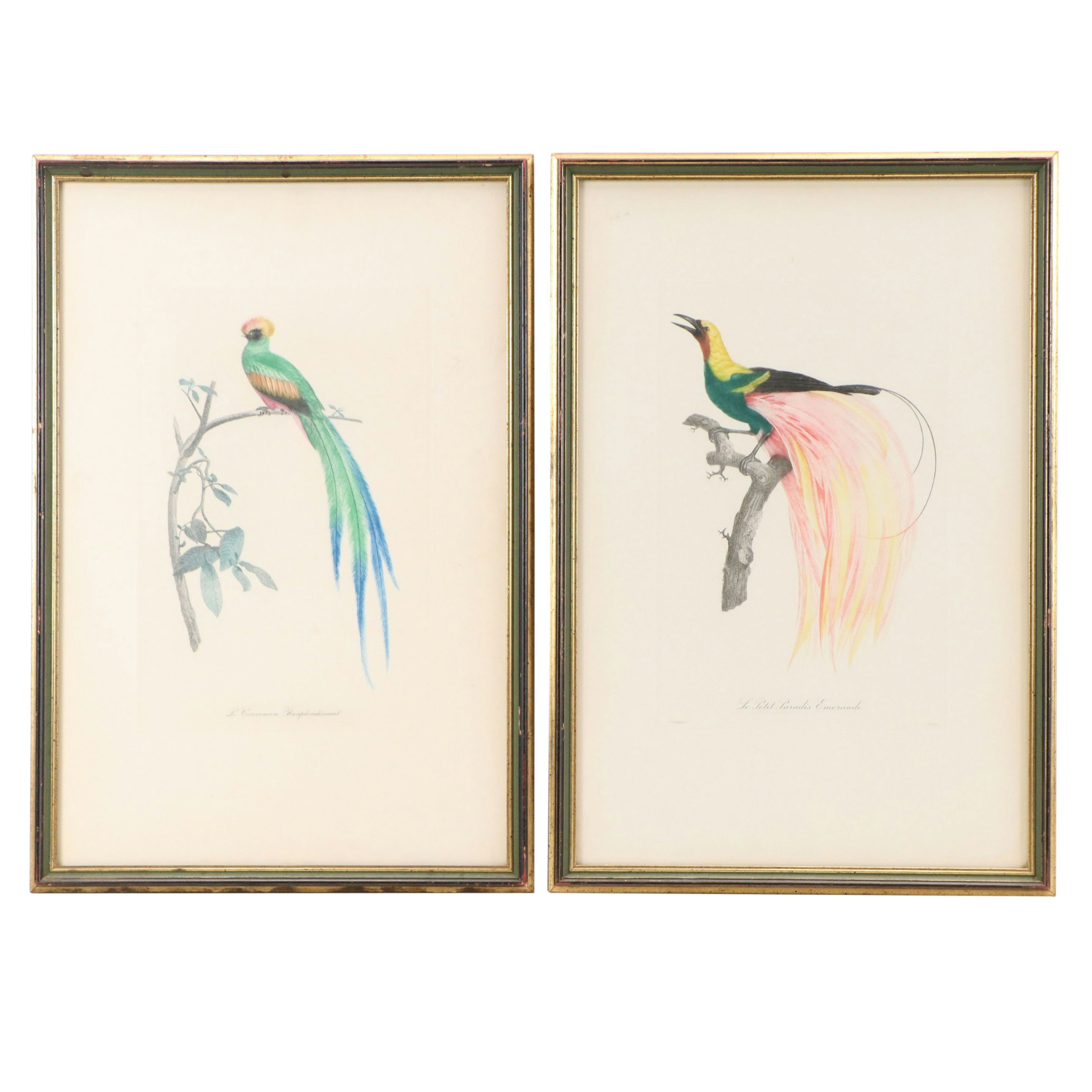 Color Engravings After Jacques Barraband Including "Le Grand Paradis Emeraude"