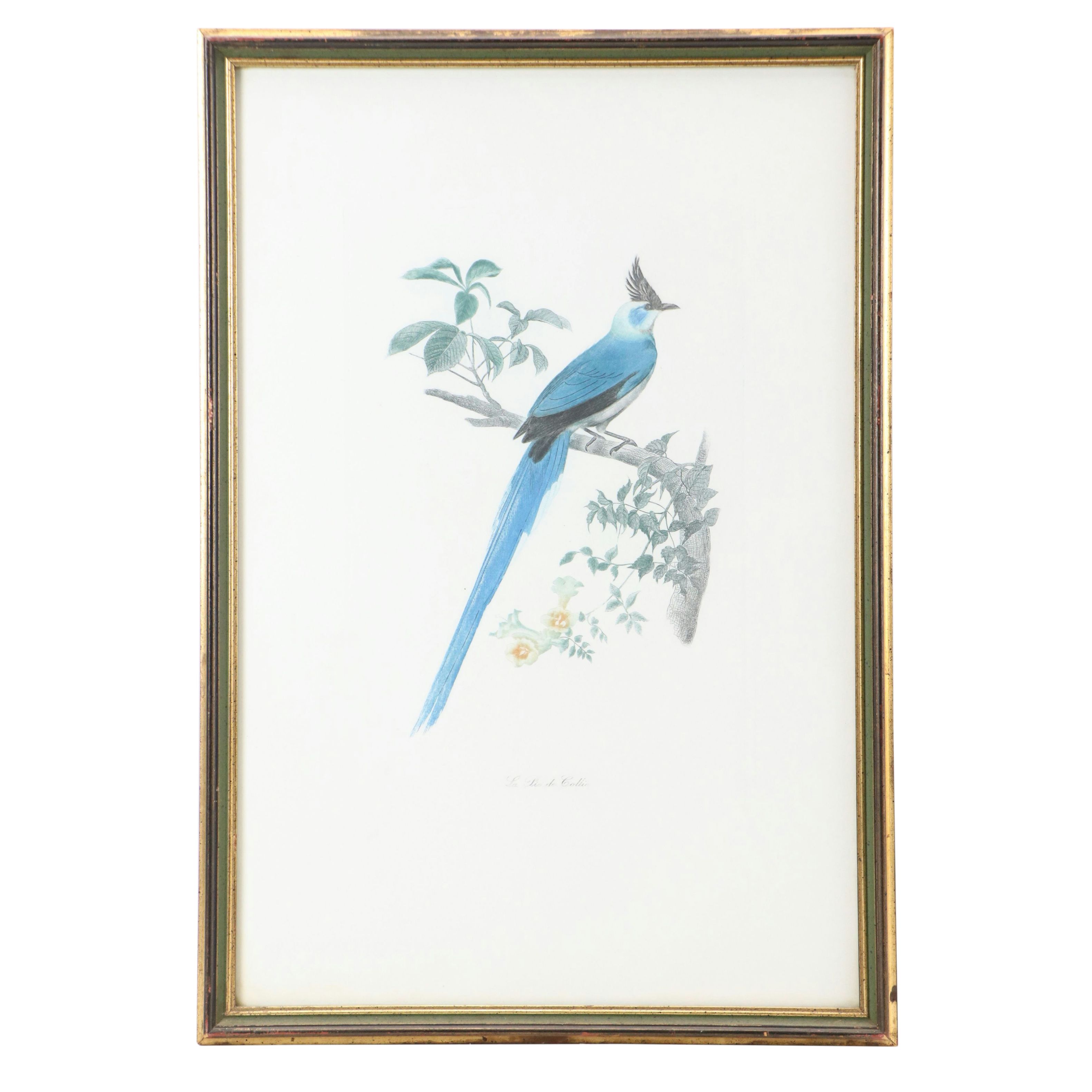 Color Engravings After Jacques Barraband Including "Le Grand Paradis Emeraude"