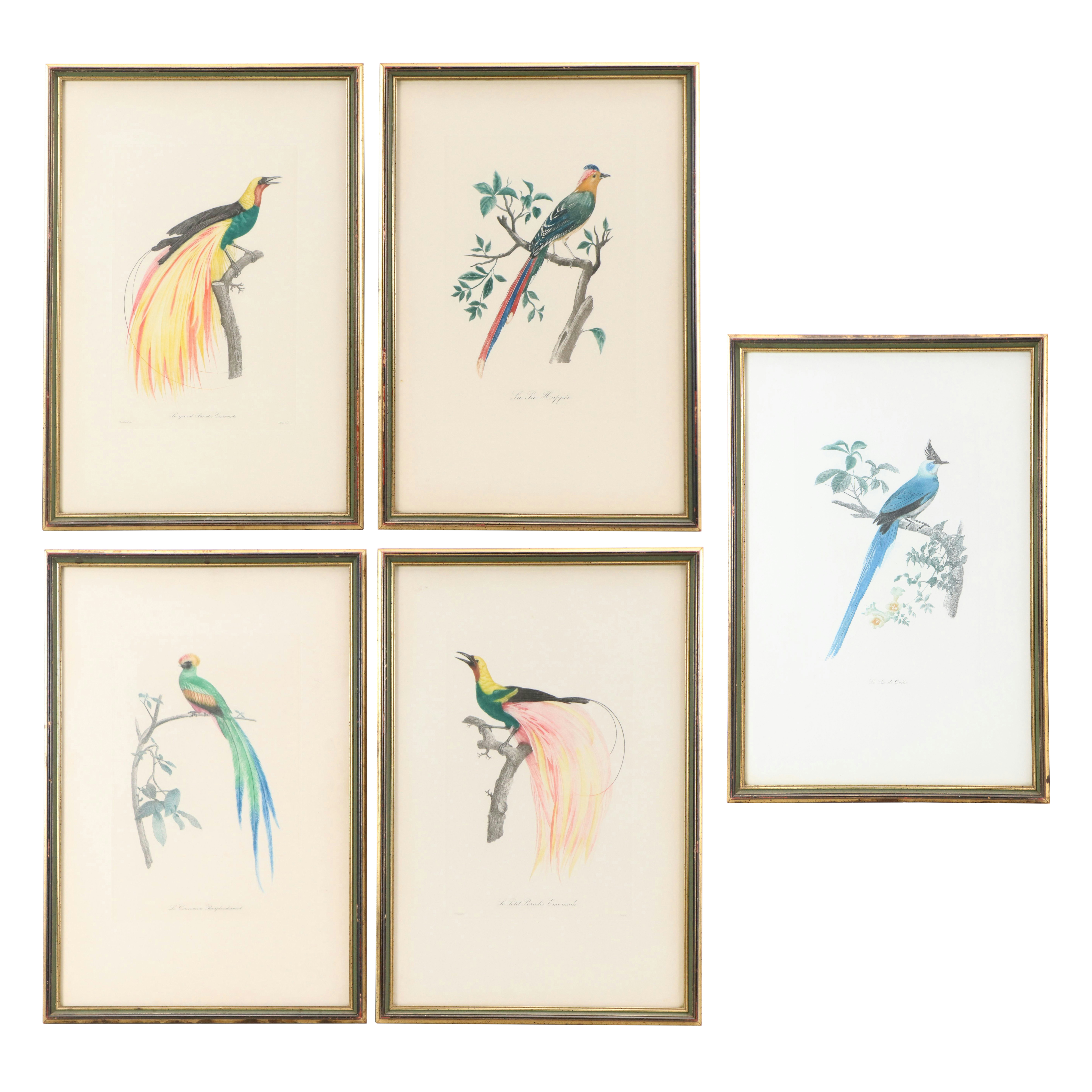 Color Engravings After Jacques Barraband Including "Le Grand Paradis Emeraude"