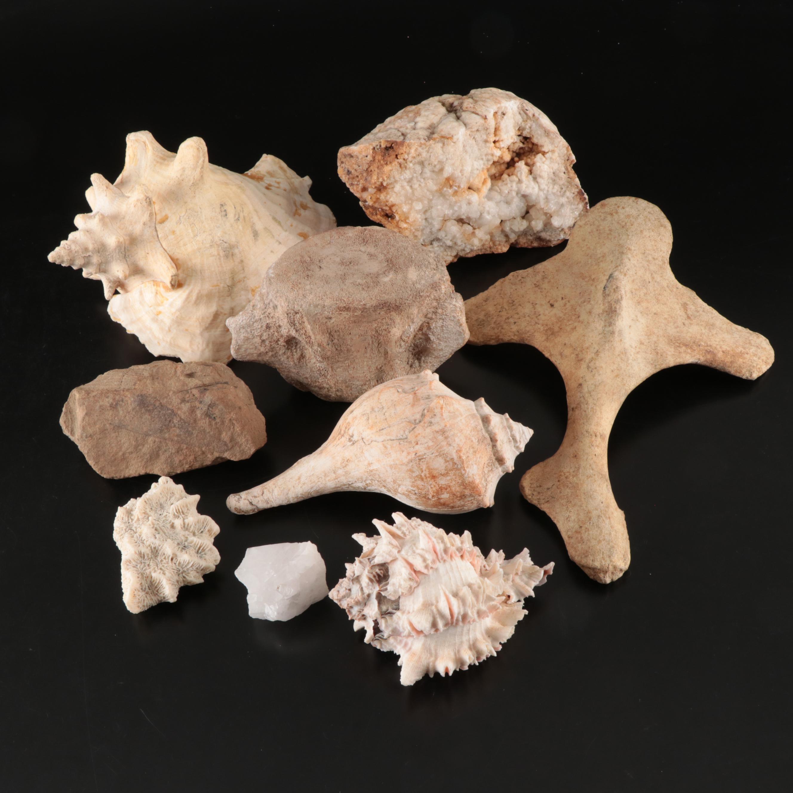 Queen Conch, Fossil Bone, Murex, Channel Whelk and Calcite