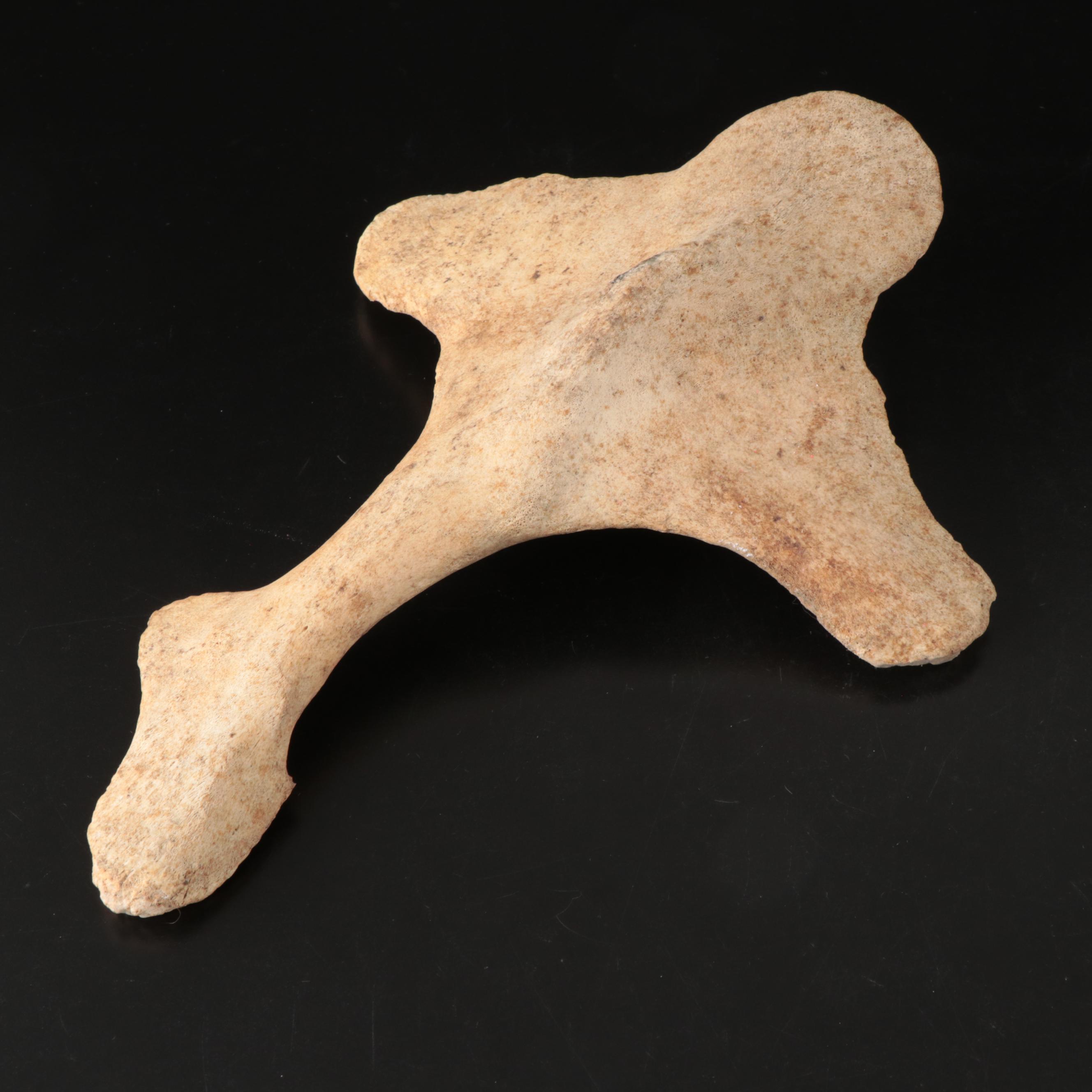 Queen Conch, Fossil Bone, Murex, Channel Whelk and Calcite