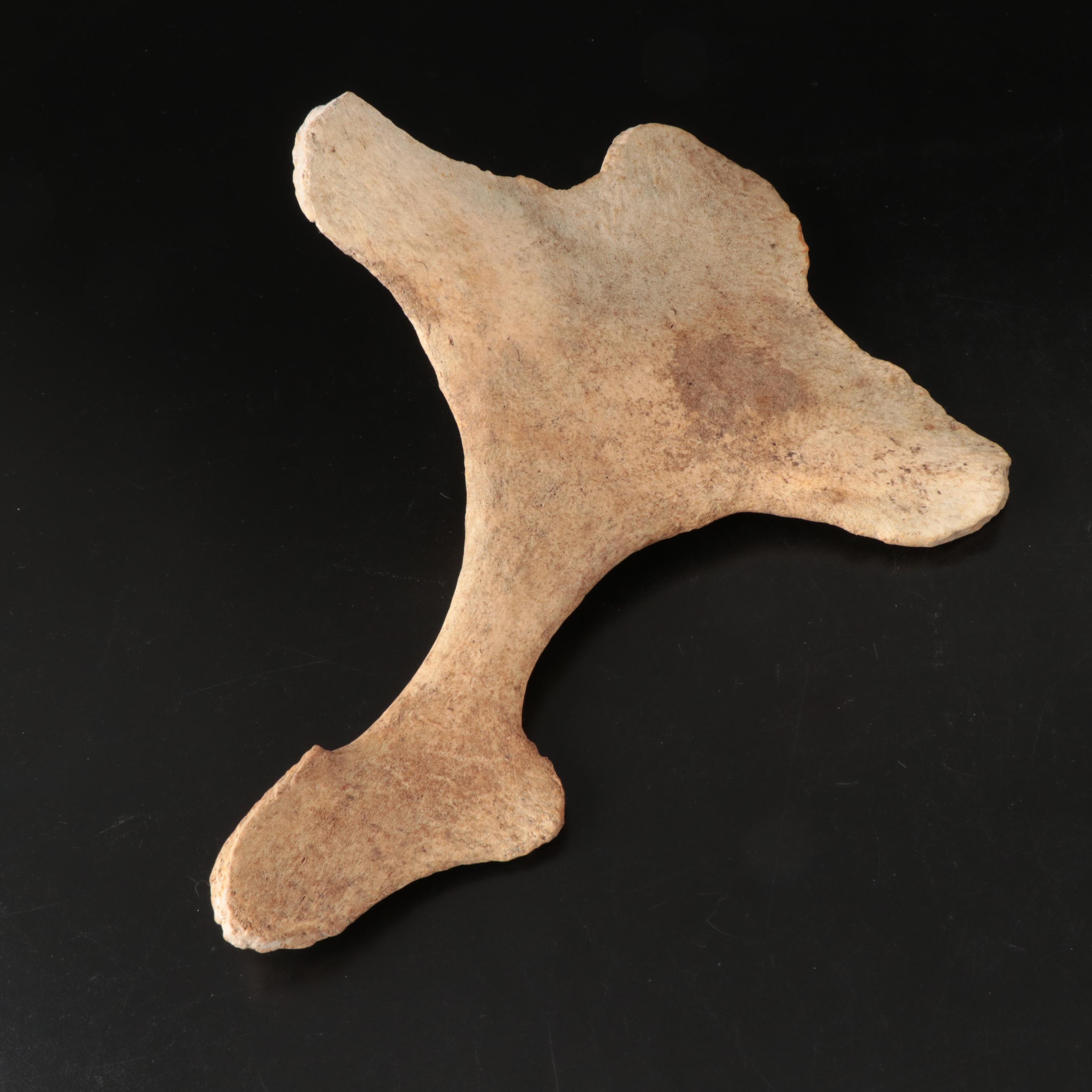 Queen Conch, Fossil Bone, Murex, Channel Whelk and Calcite