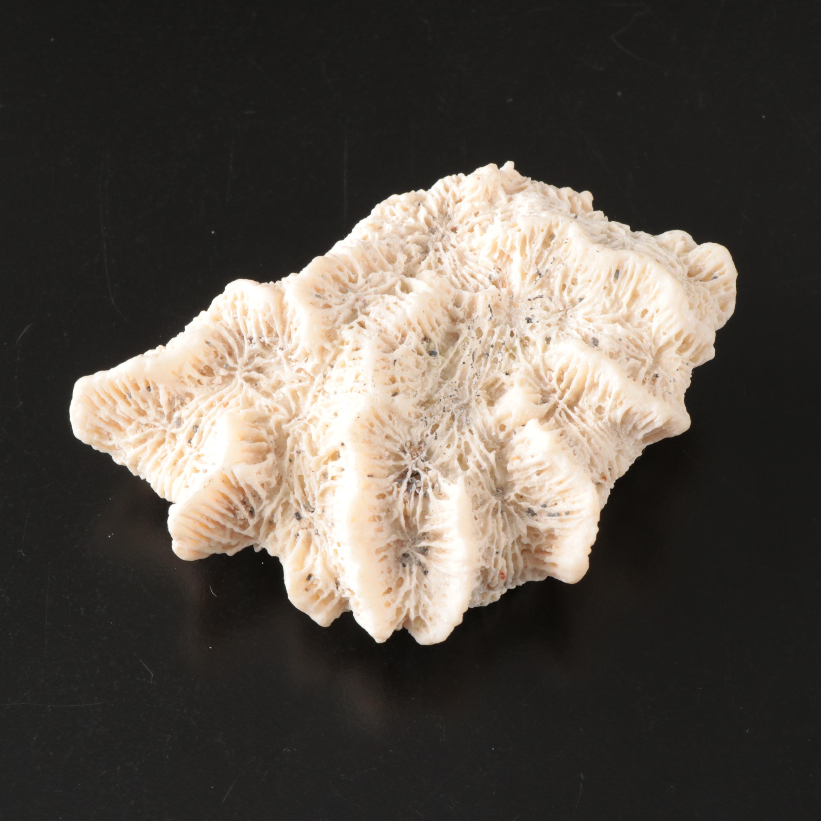 Queen Conch, Fossil Bone, Murex, Channel Whelk and Calcite