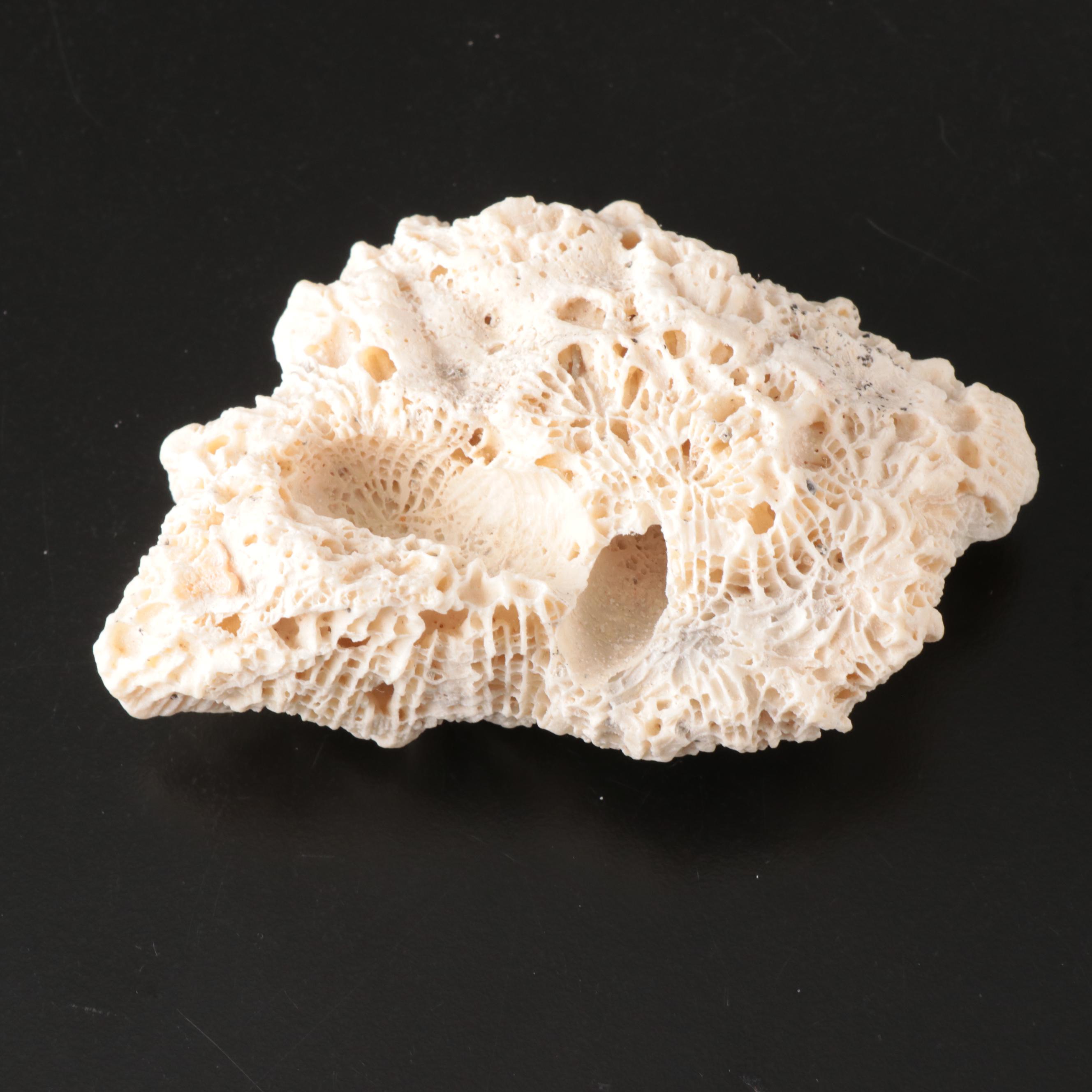 Queen Conch, Fossil Bone, Murex, Channel Whelk and Calcite