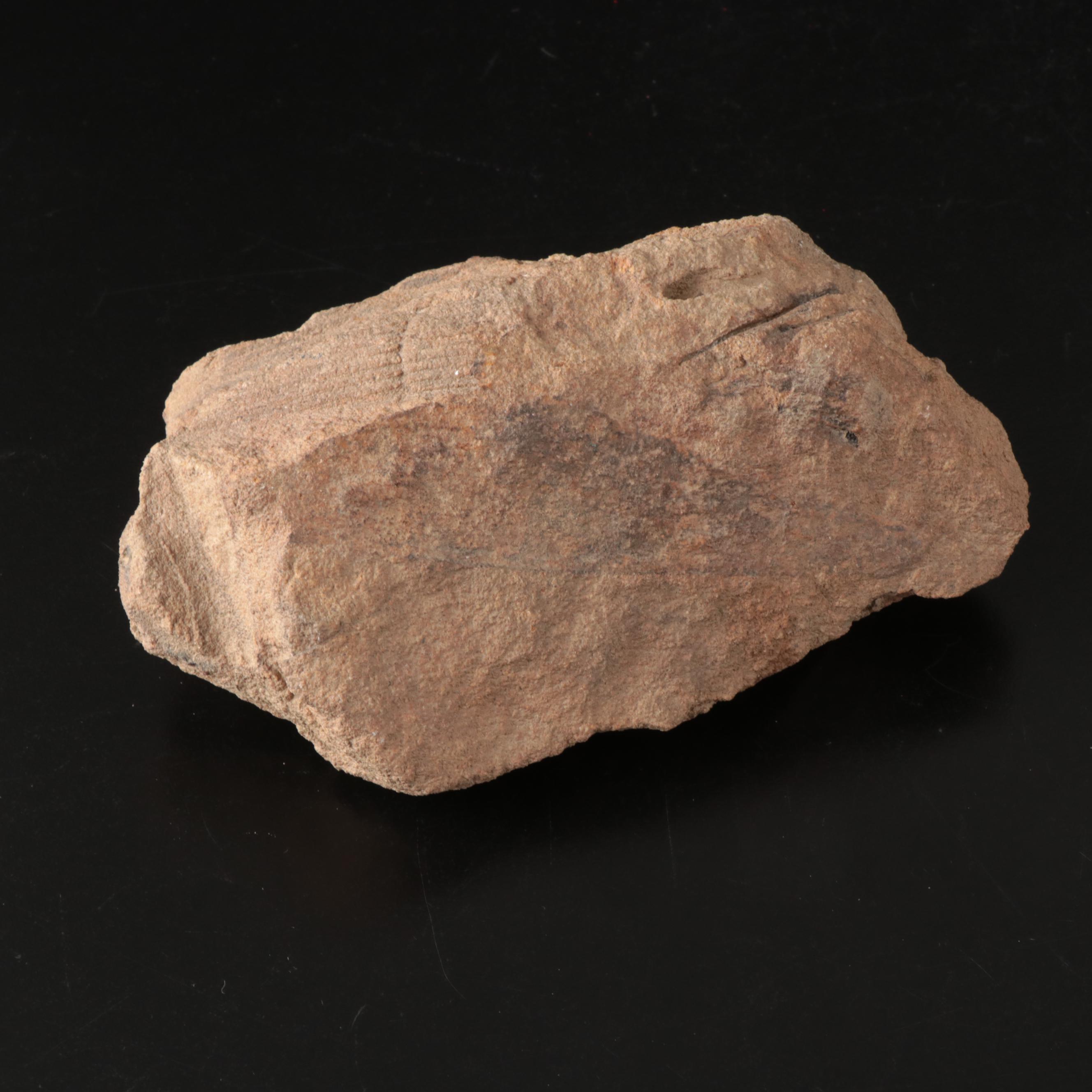 Queen Conch, Fossil Bone, Murex, Channel Whelk and Calcite