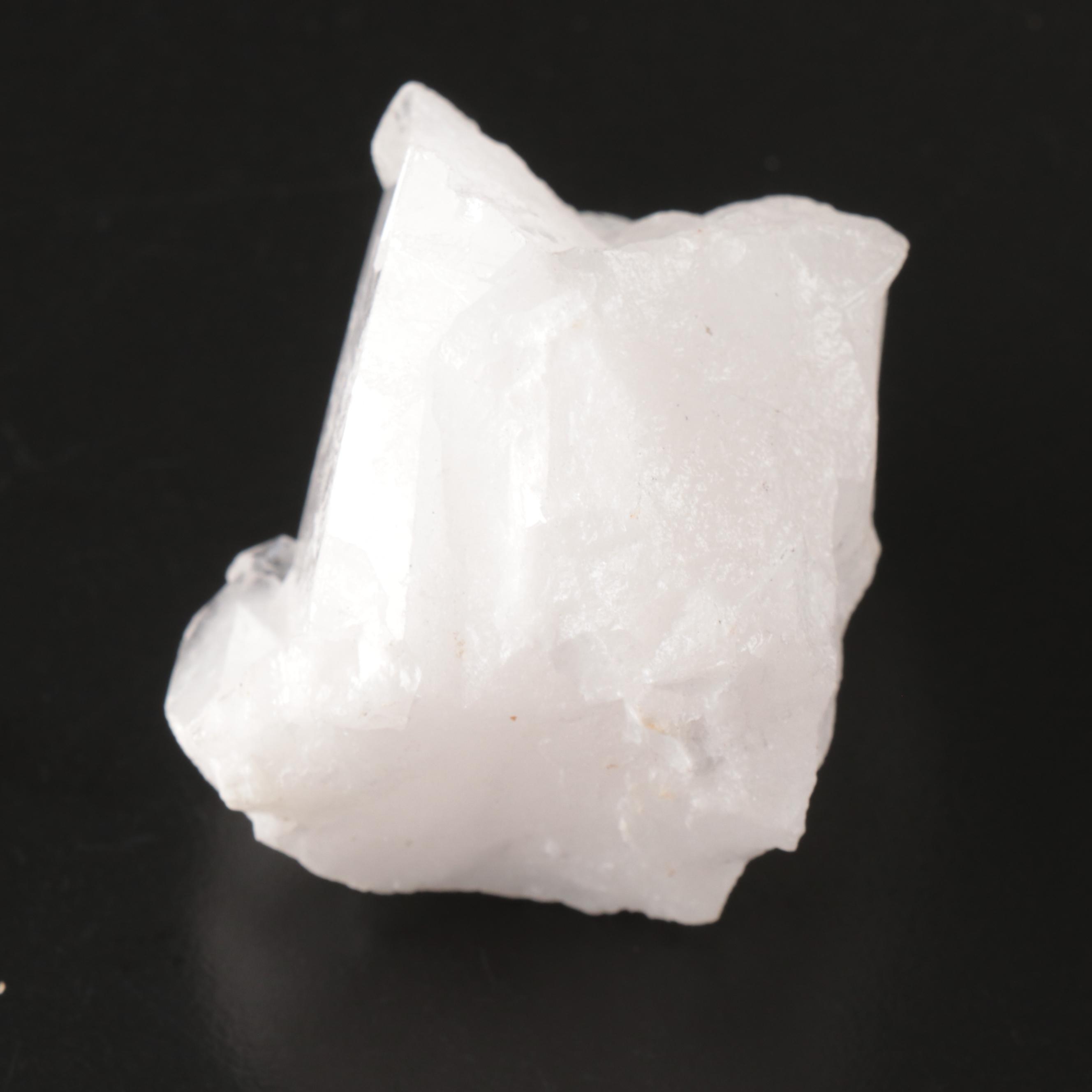 Queen Conch, Fossil Bone, Murex, Channel Whelk and Calcite