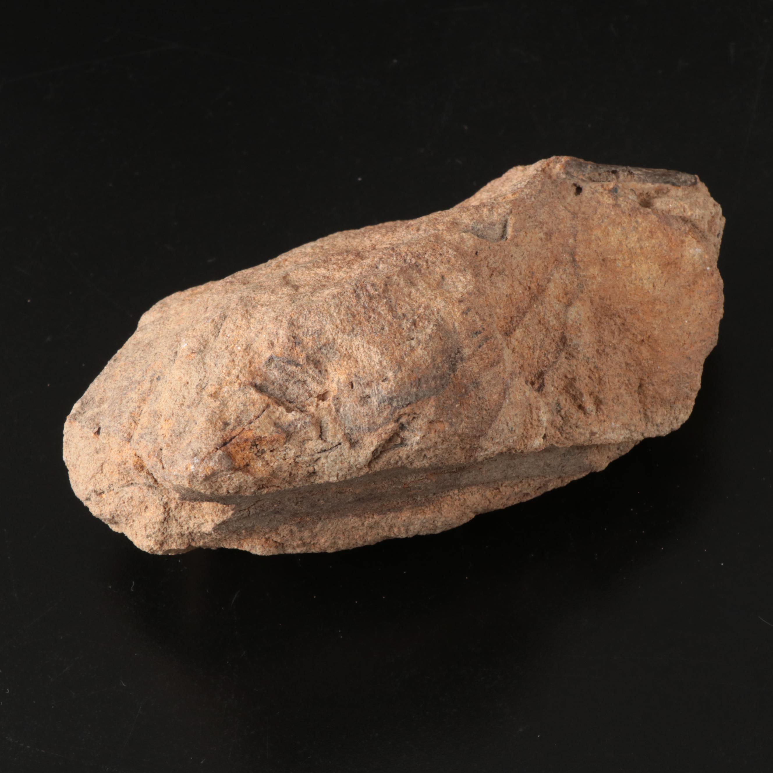 Queen Conch, Fossil Bone, Murex, Channel Whelk and Calcite