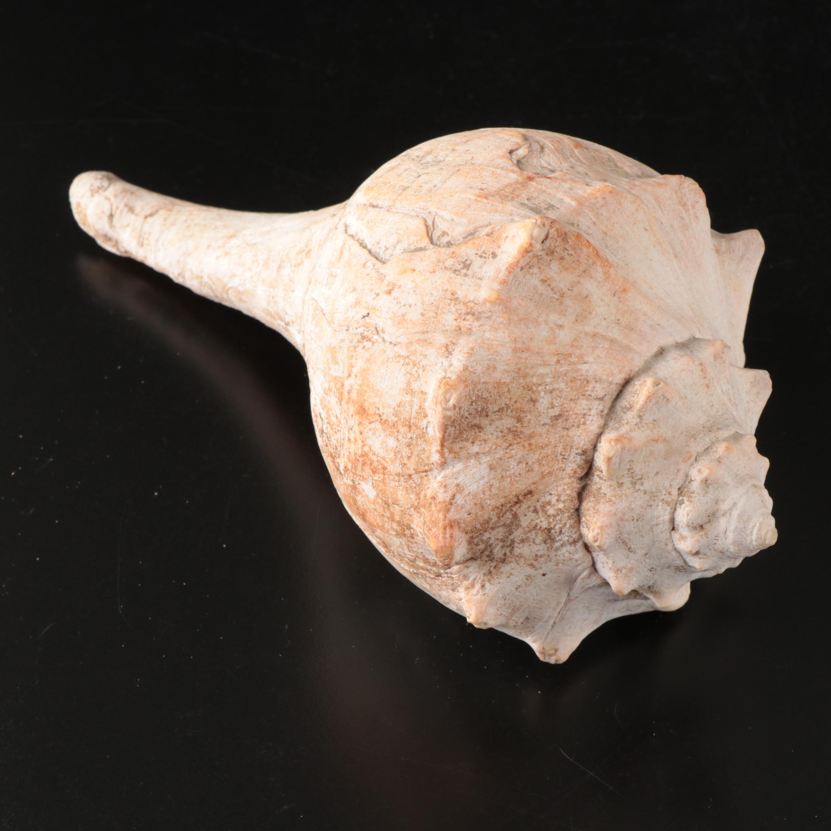 Queen Conch, Fossil Bone, Murex, Channel Whelk and Calcite