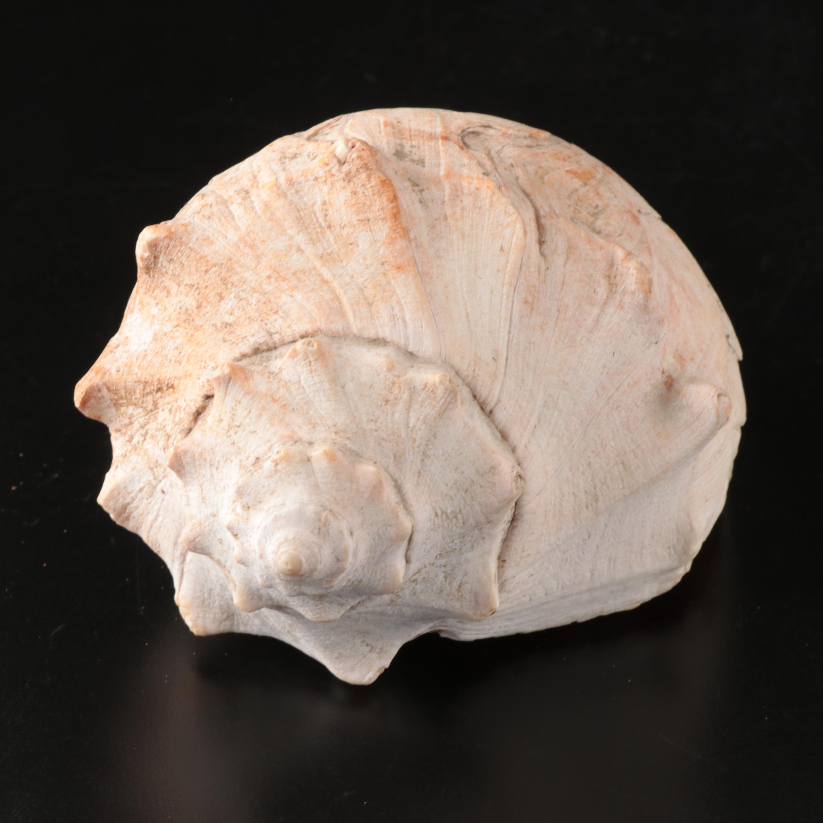 Queen Conch, Fossil Bone, Murex, Channel Whelk and Calcite