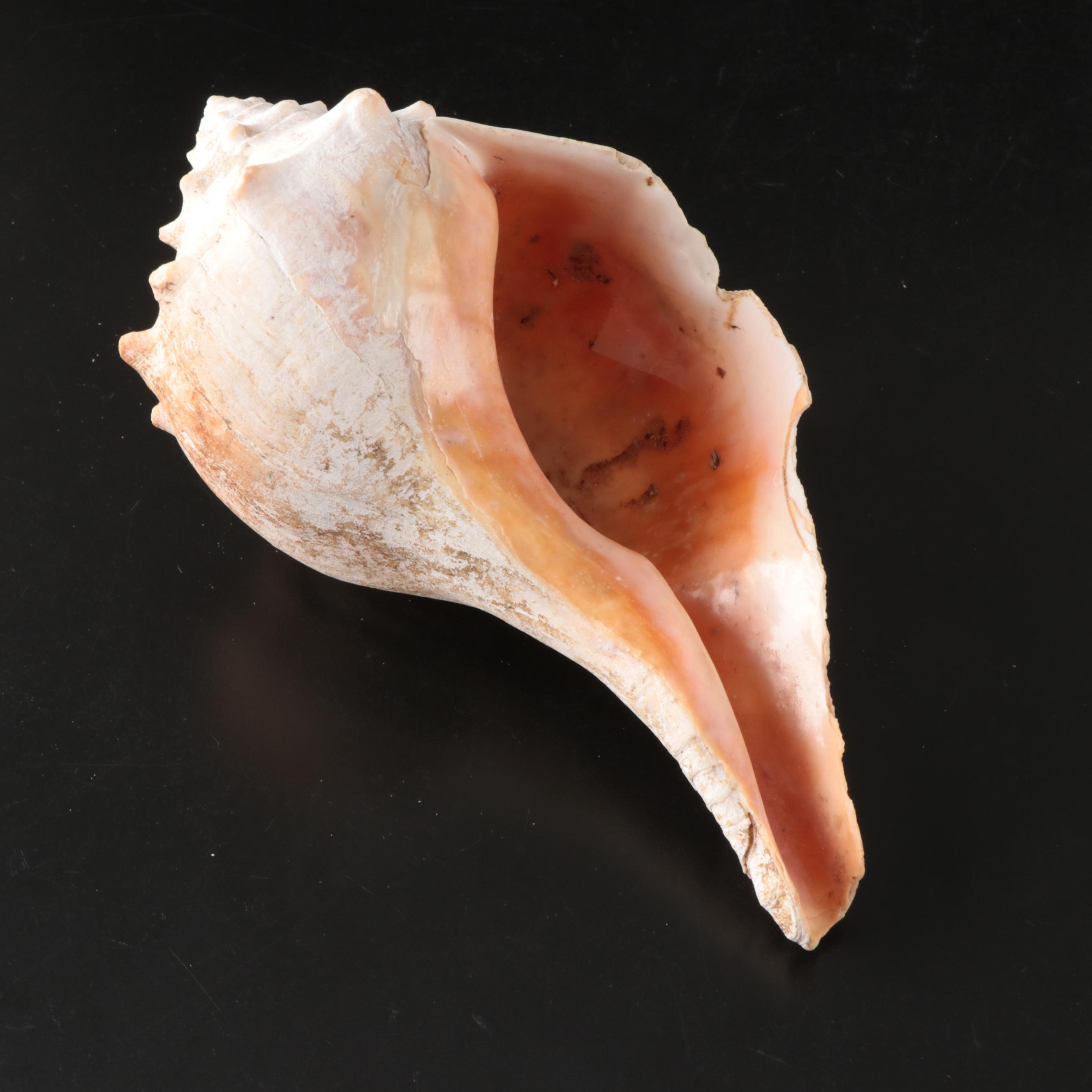 Queen Conch, Fossil Bone, Murex, Channel Whelk and Calcite