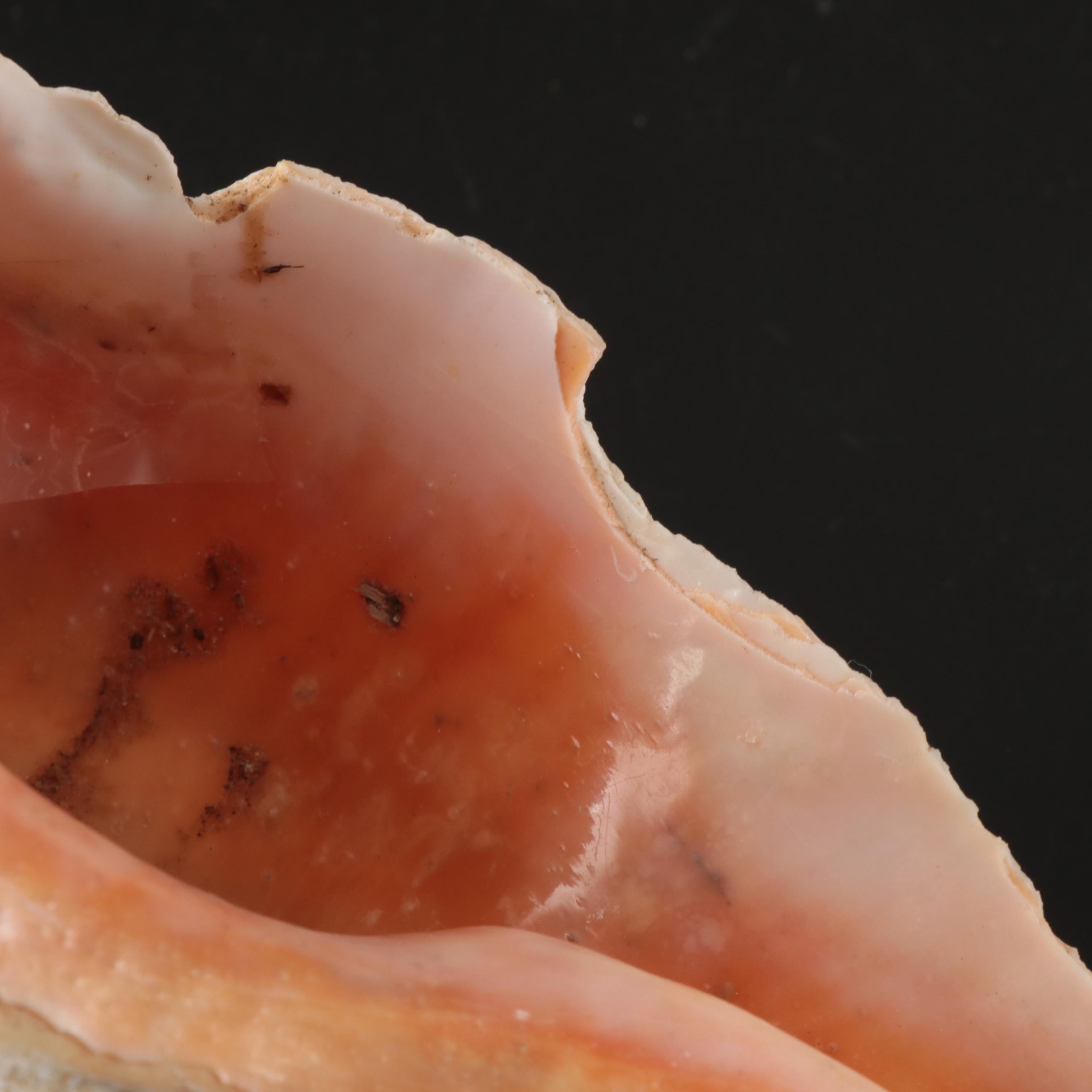 Queen Conch, Fossil Bone, Murex, Channel Whelk and Calcite