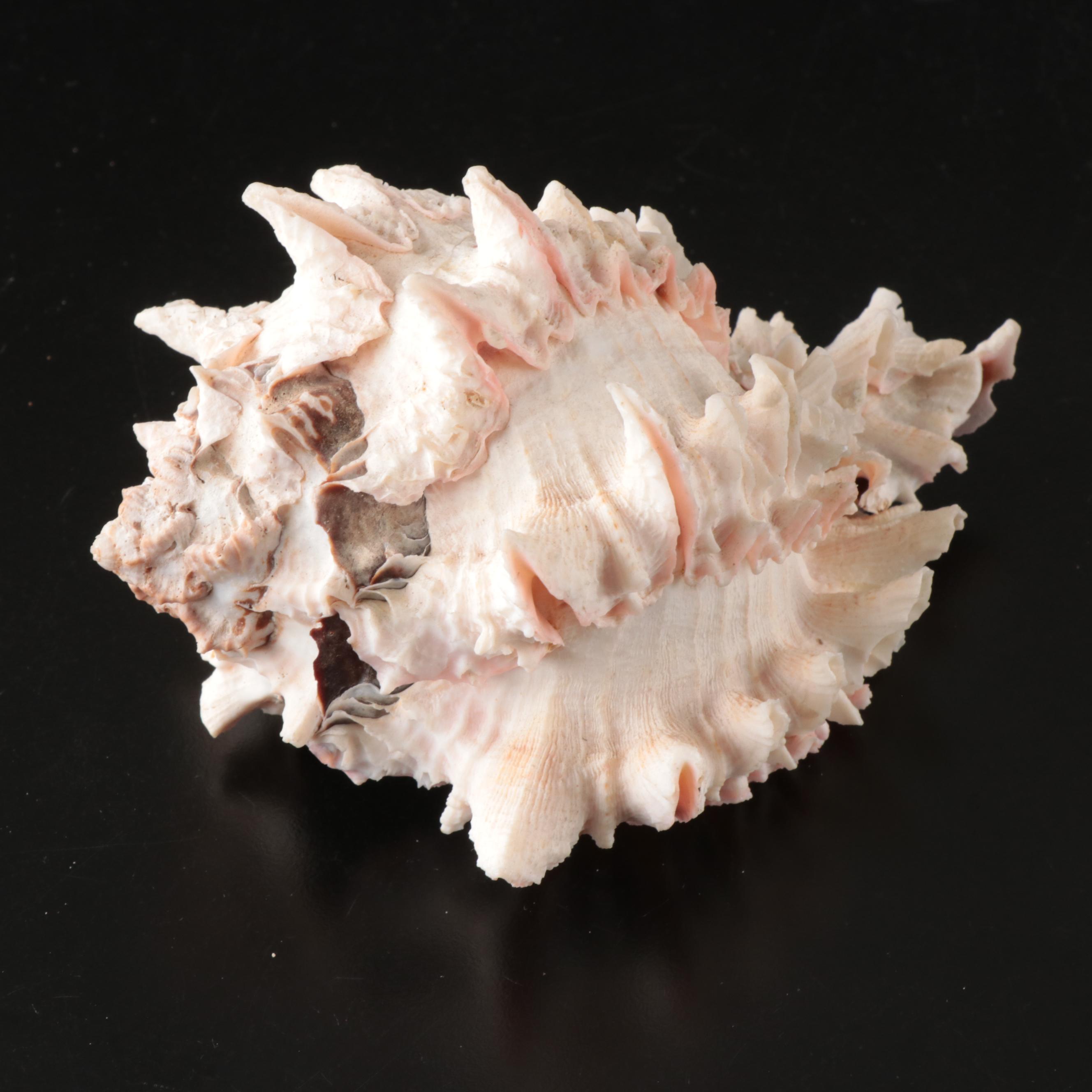 Queen Conch, Fossil Bone, Murex, Channel Whelk and Calcite
