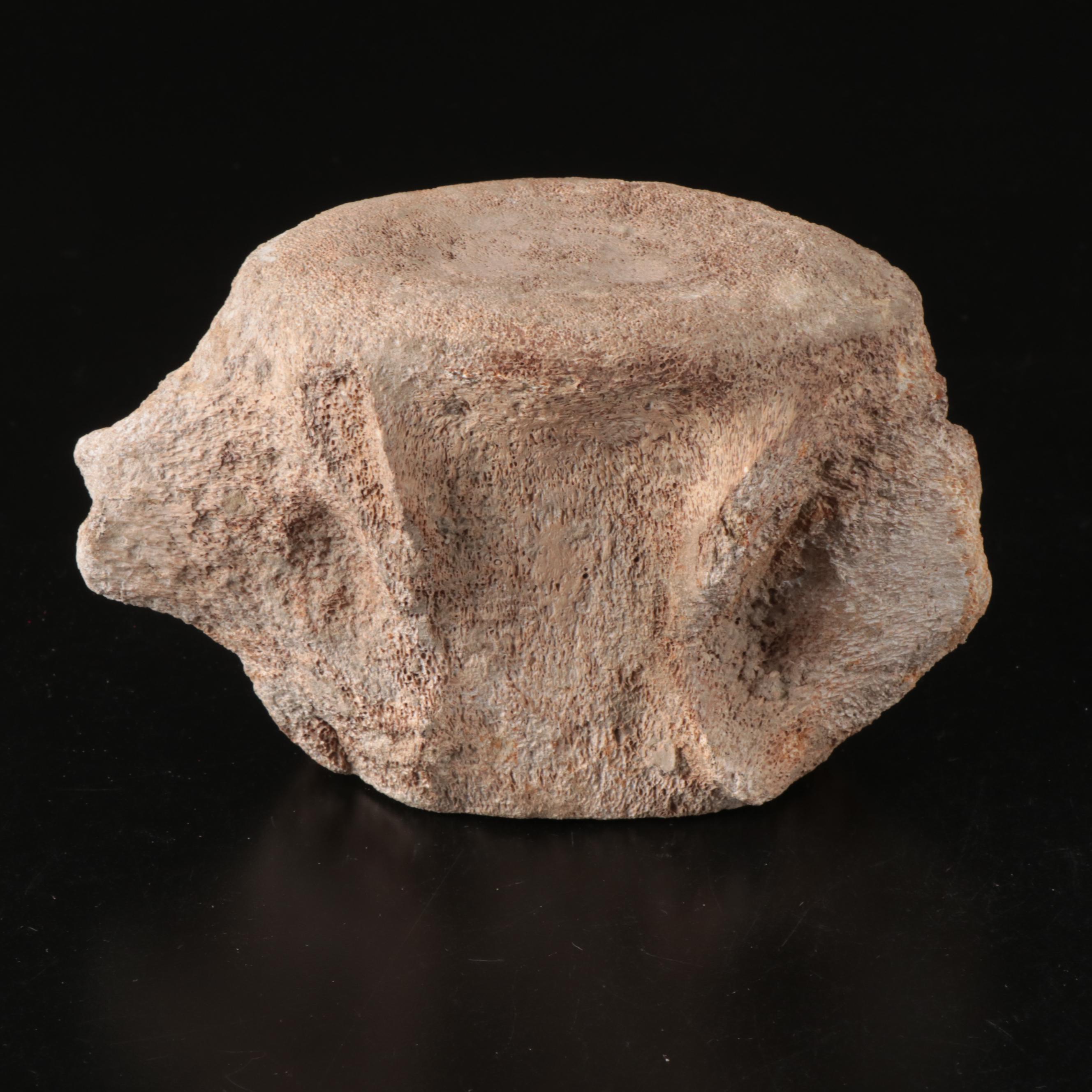 Queen Conch, Fossil Bone, Murex, Channel Whelk and Calcite