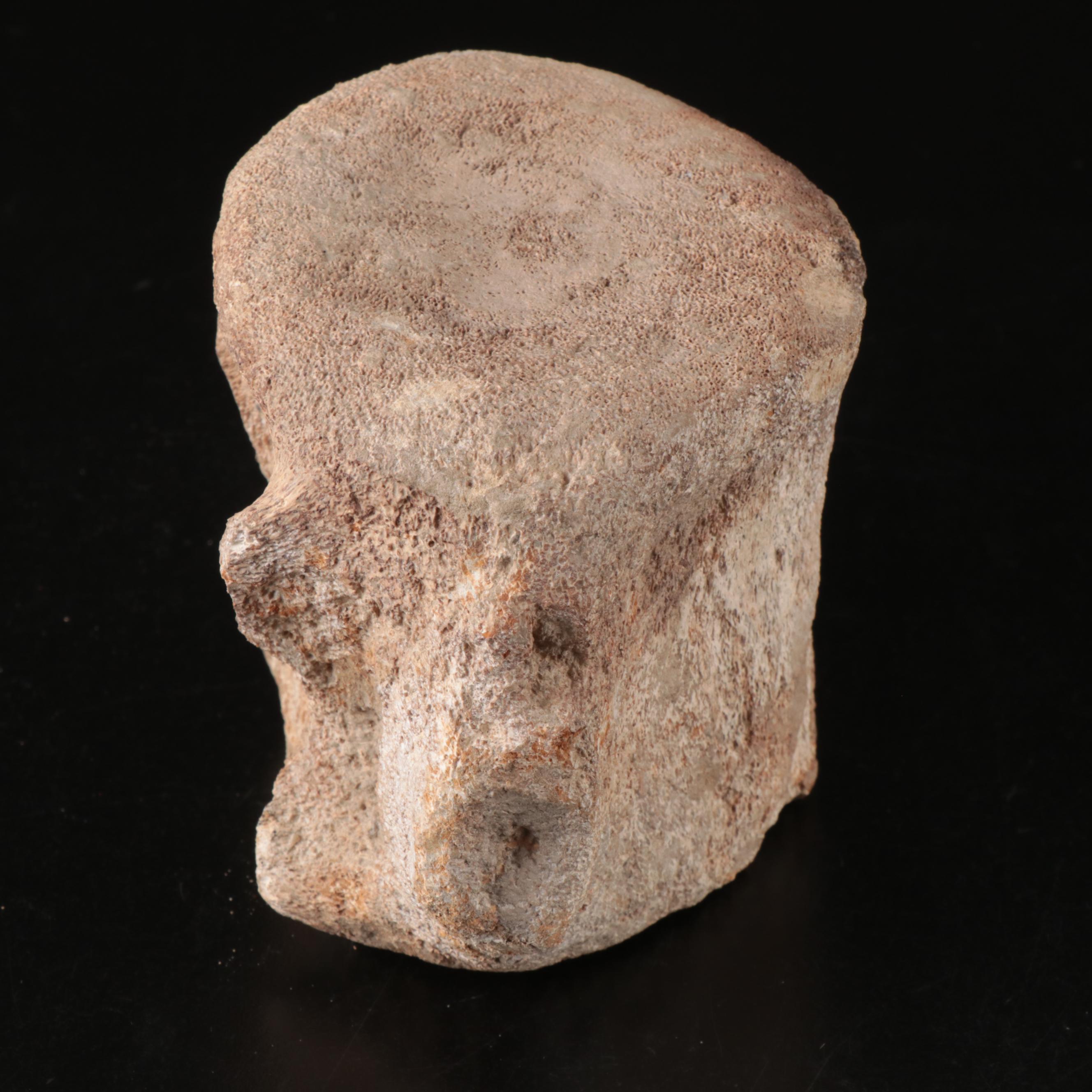 Queen Conch, Fossil Bone, Murex, Channel Whelk and Calcite