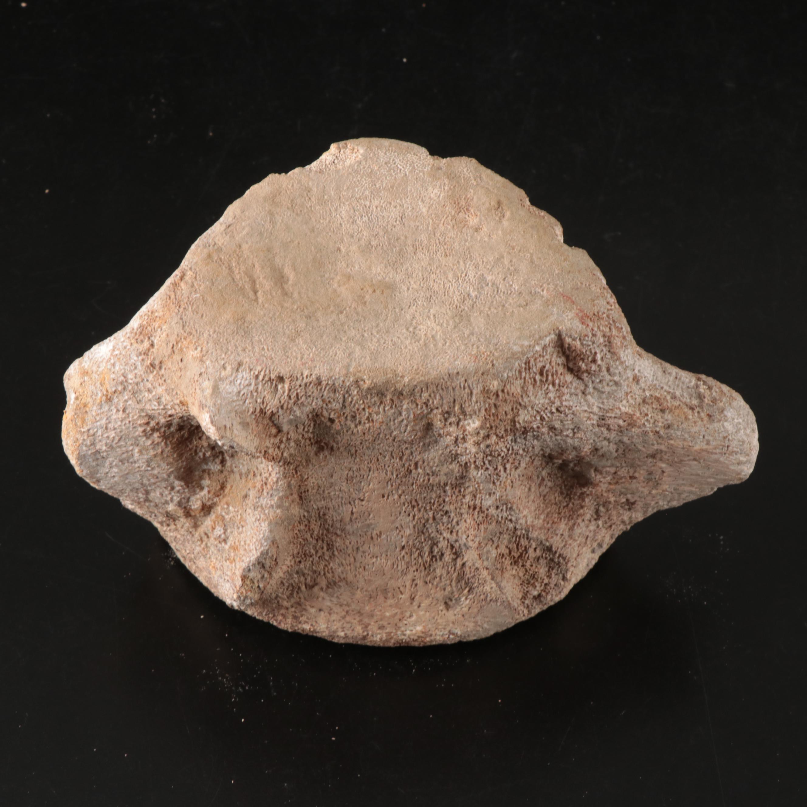 Queen Conch, Fossil Bone, Murex, Channel Whelk and Calcite