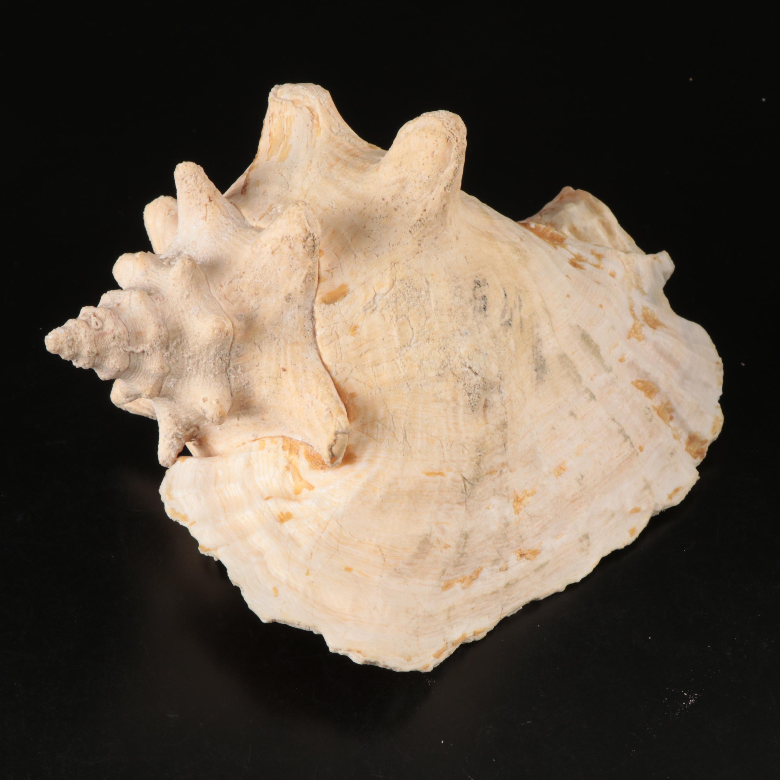Queen Conch, Fossil Bone, Murex, Channel Whelk and Calcite