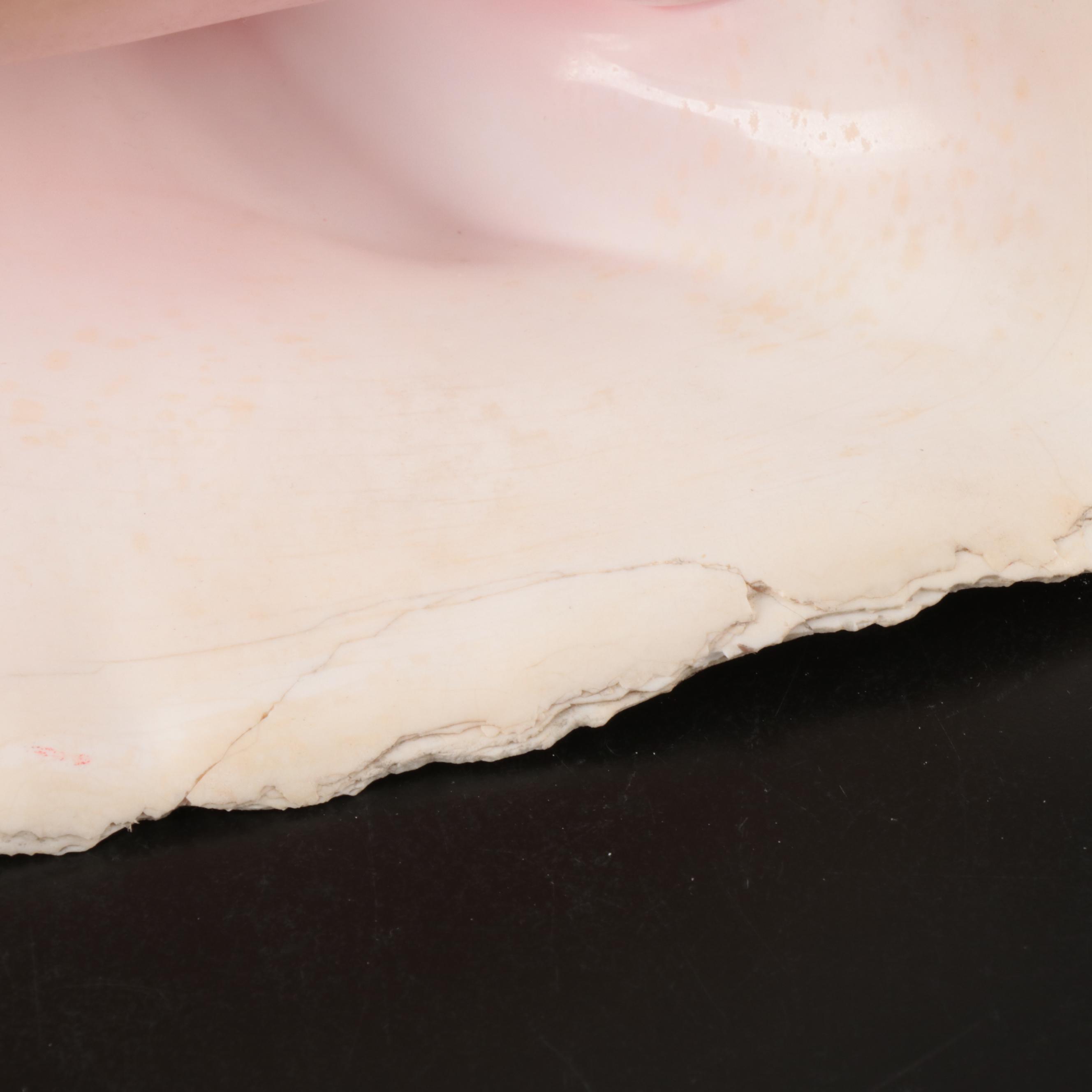 Queen Conch, Fossil Bone, Murex, Channel Whelk and Calcite