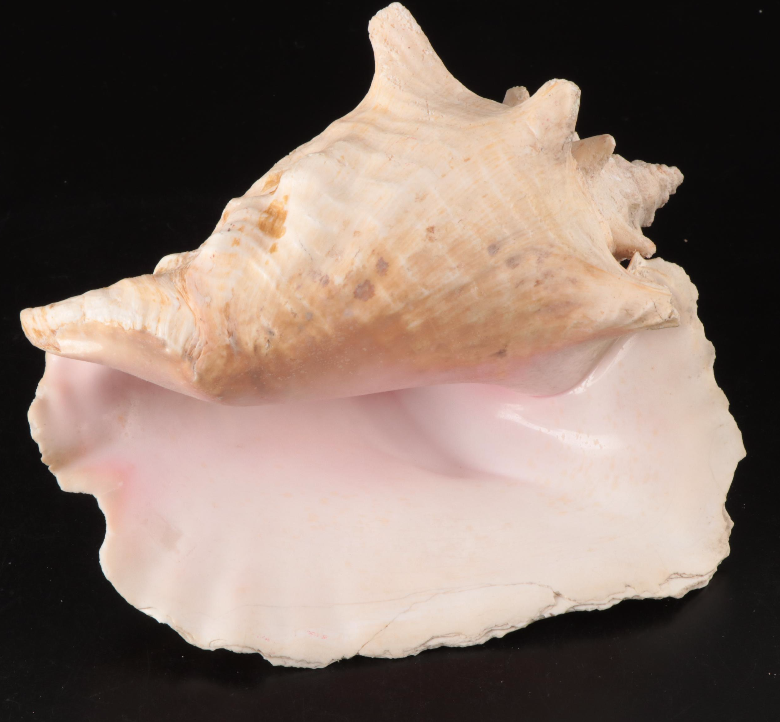 Queen Conch, Fossil Bone, Murex, Channel Whelk and Calcite