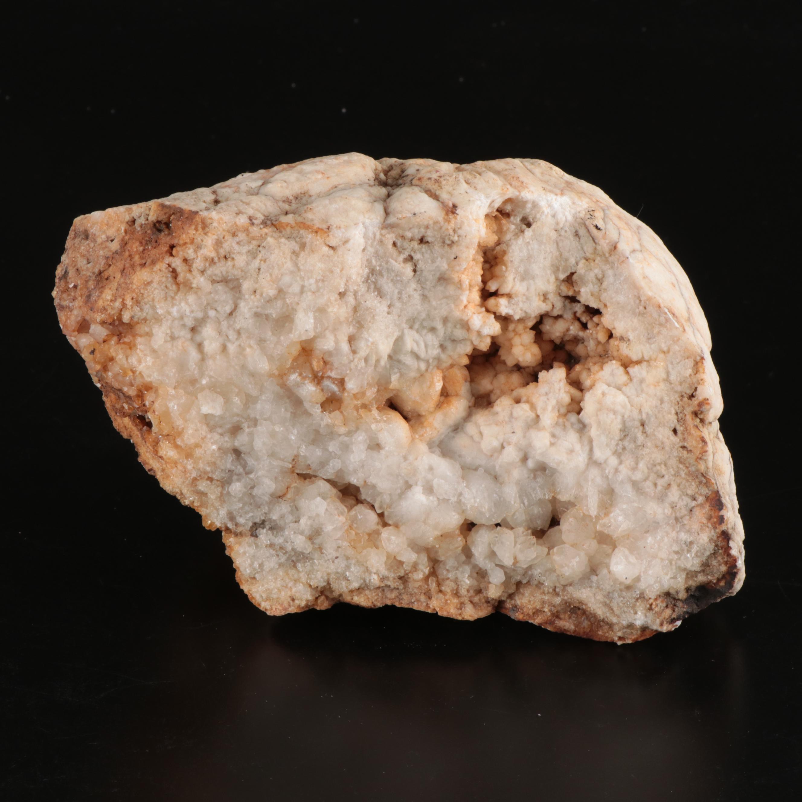 Queen Conch, Fossil Bone, Murex, Channel Whelk and Calcite