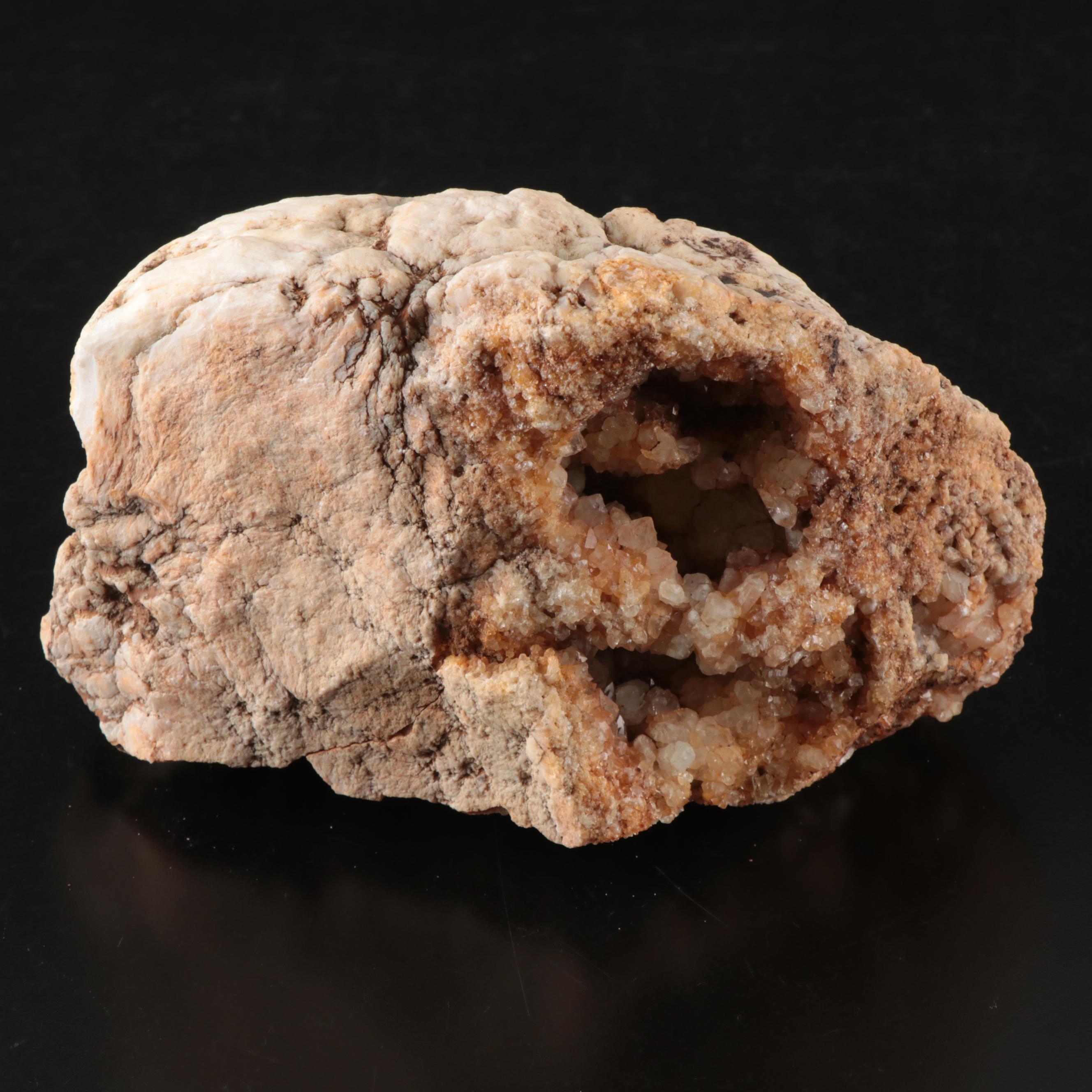 Queen Conch, Fossil Bone, Murex, Channel Whelk and Calcite