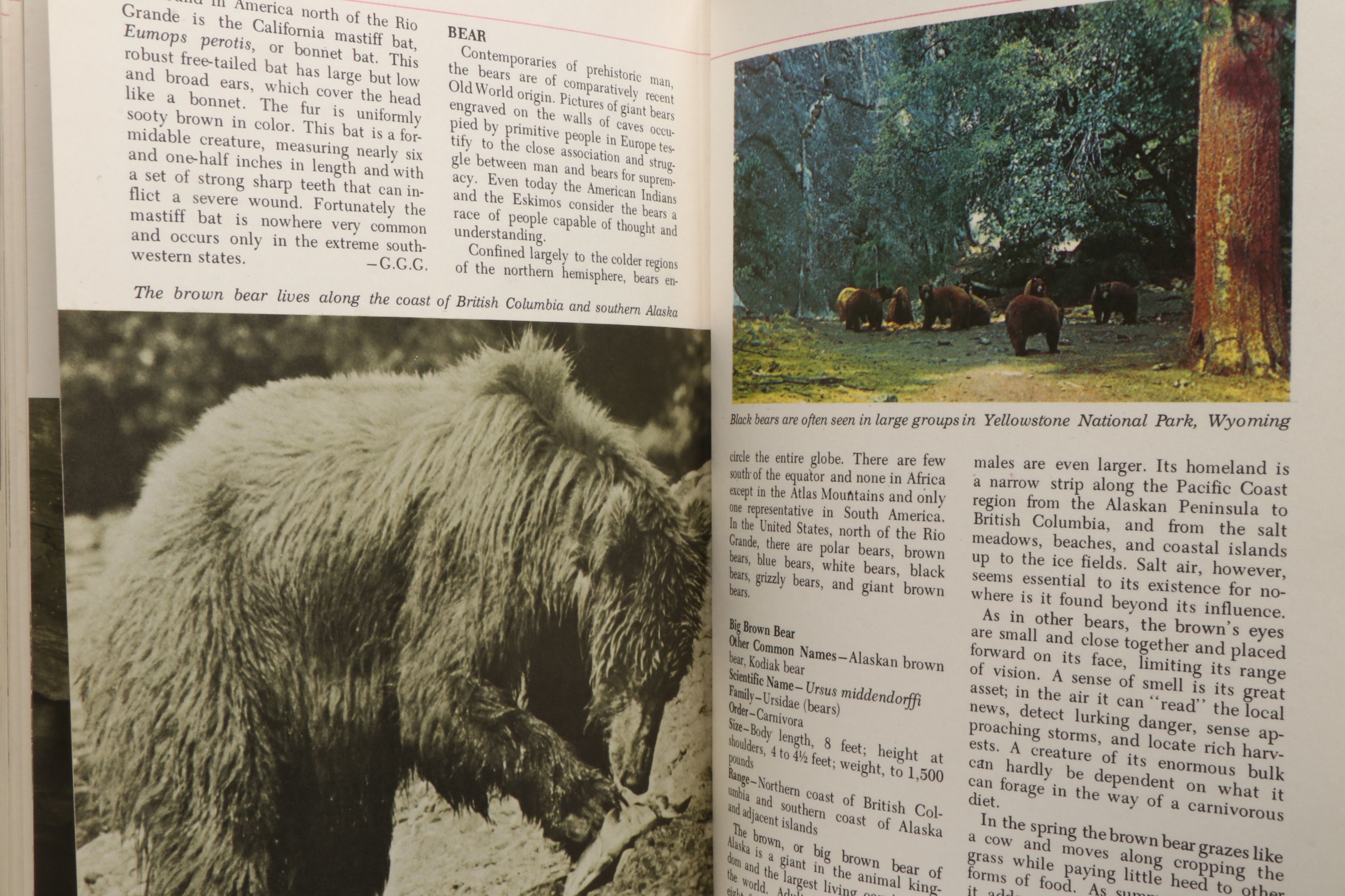 First Printing "The Audubon Nature Encyclopedia" Complete Twelve-Volume Set