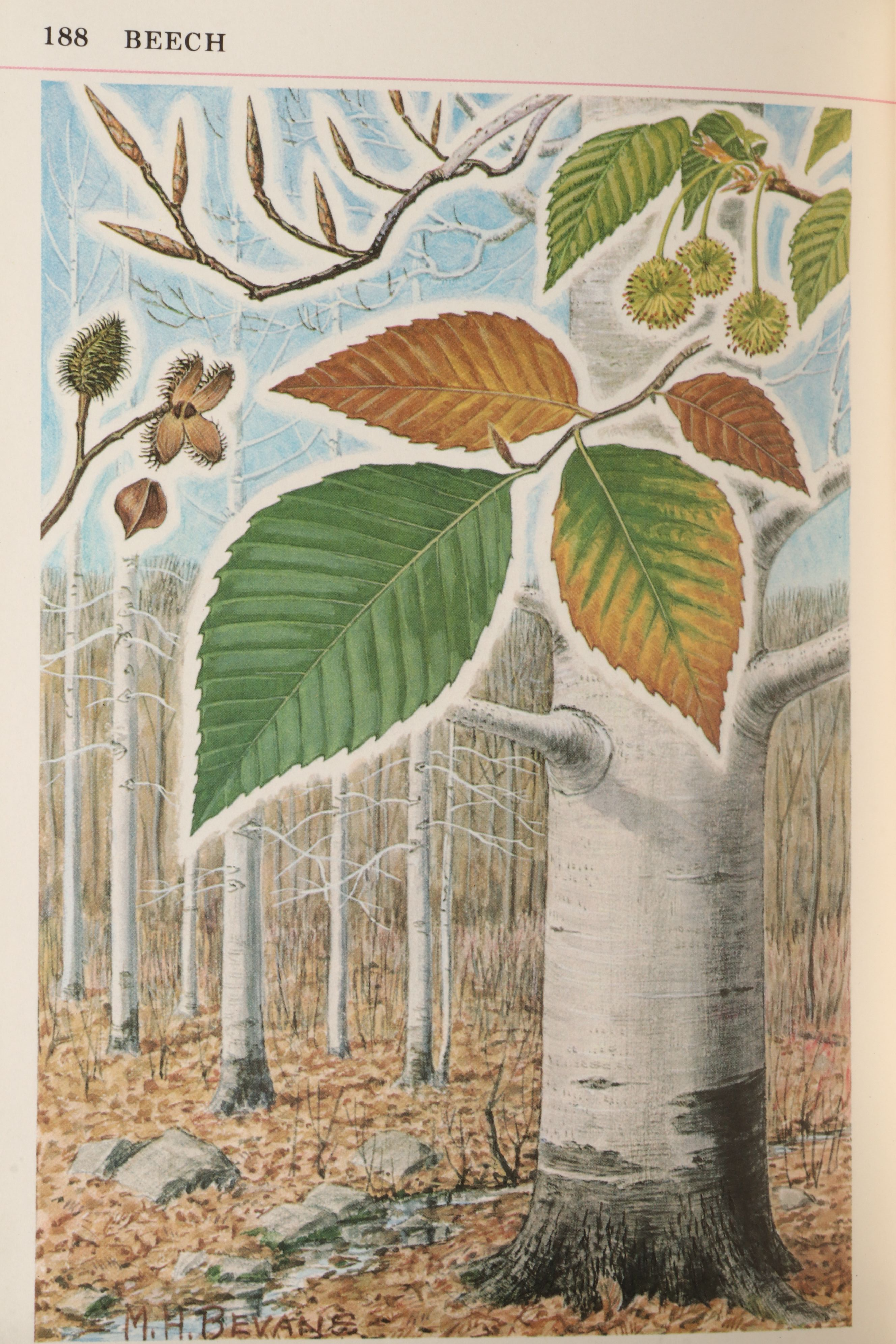 First Printing "The Audubon Nature Encyclopedia" Complete Twelve-Volume Set