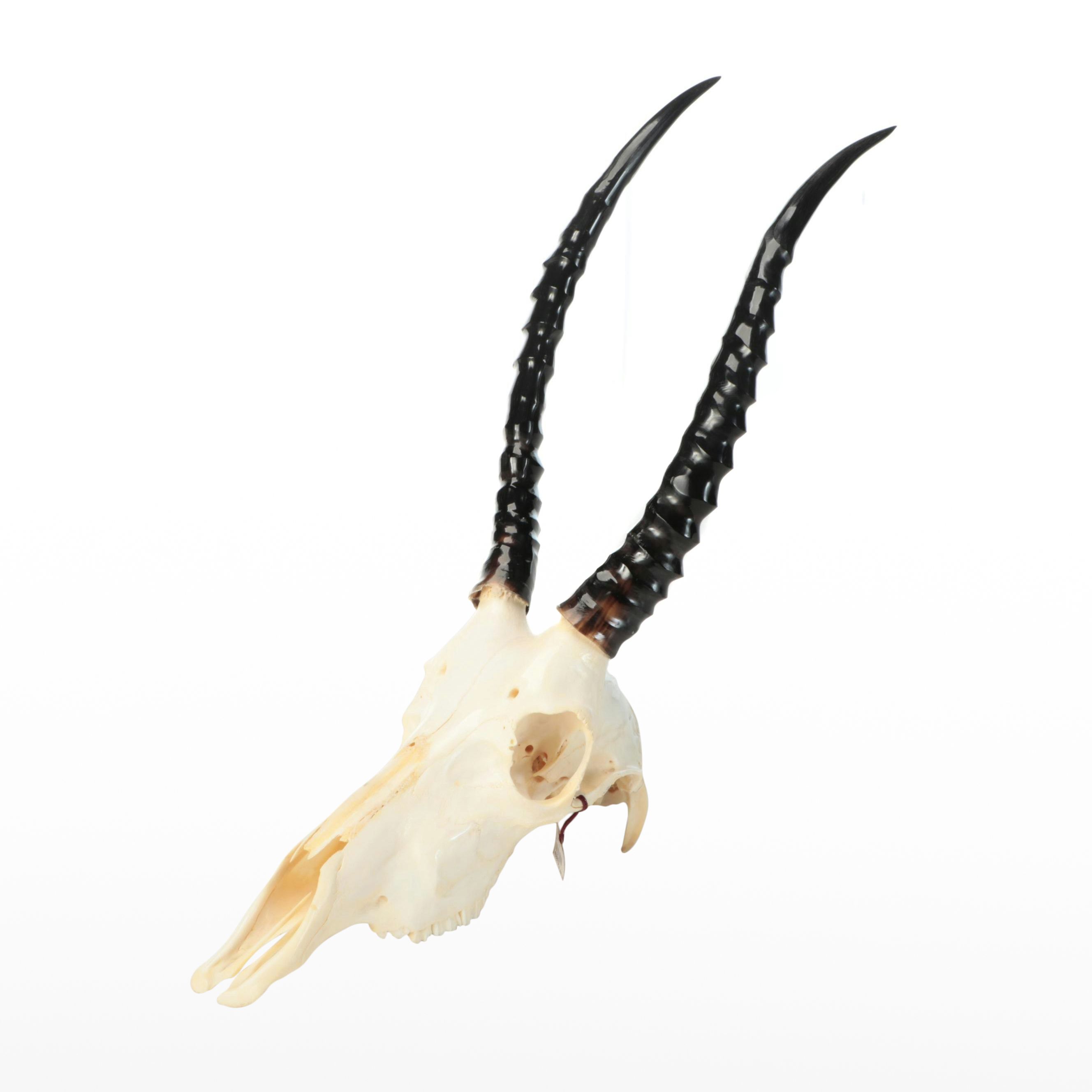 Taxidermy Springbok Polished Horns with Lacquered Part Skull