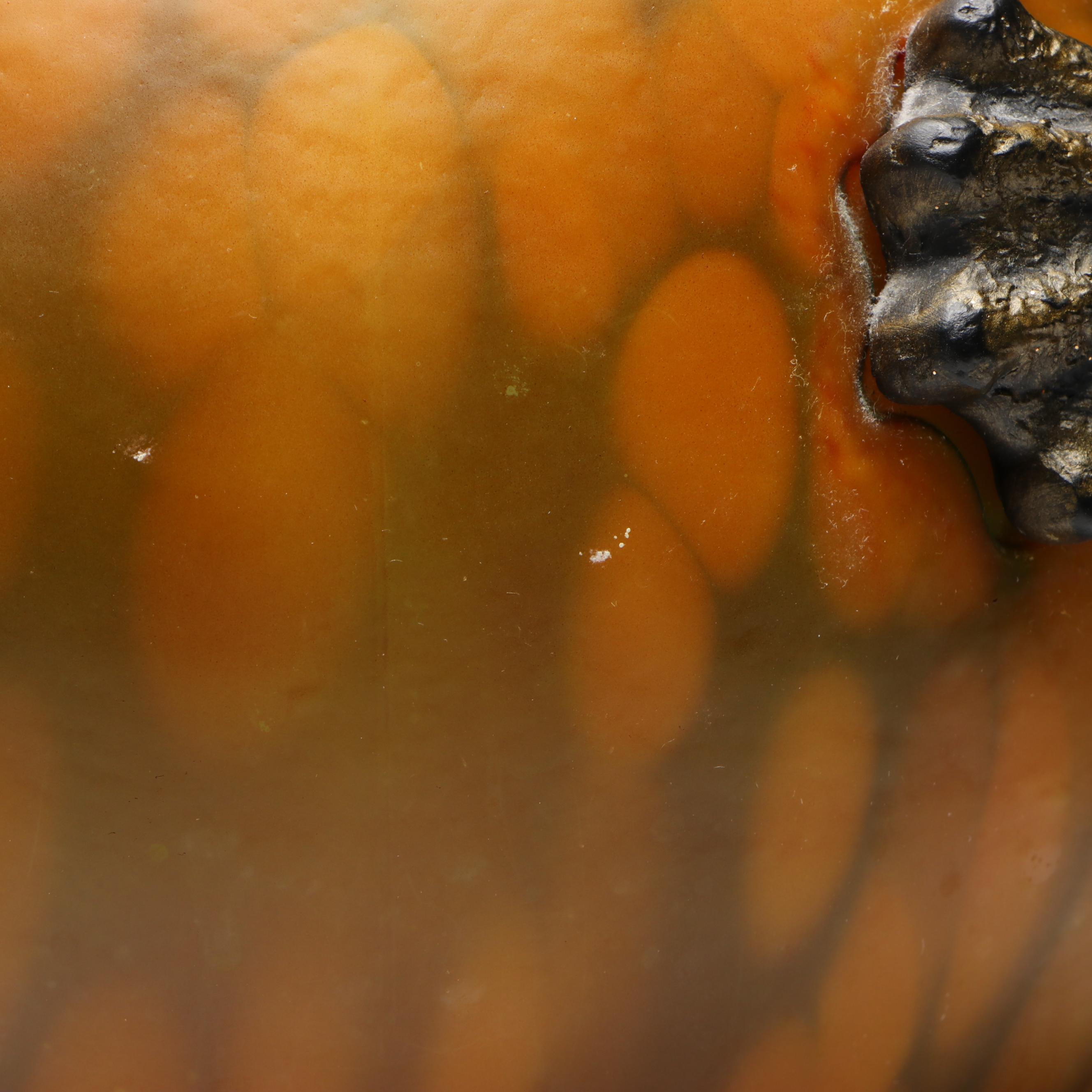 Standard Specialty Company Toad Night Light Accent Lamp, 2011