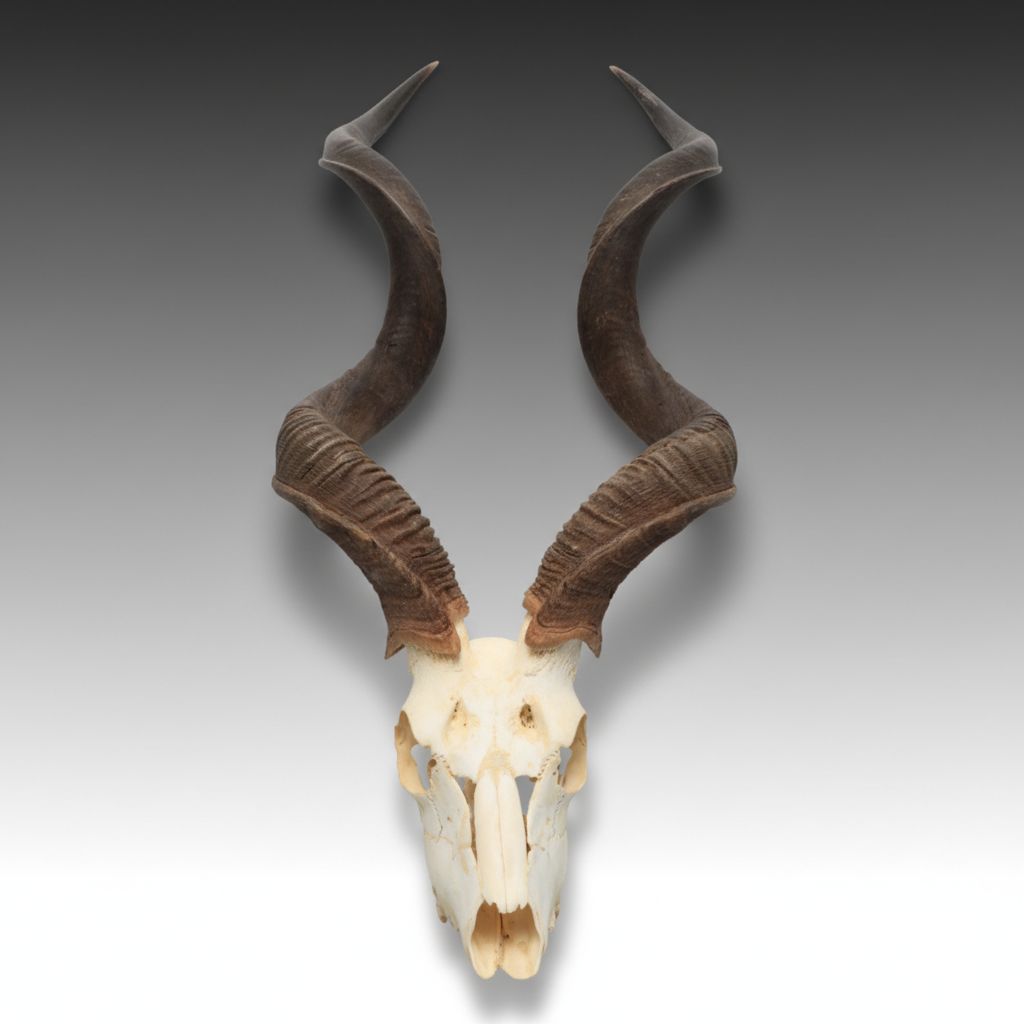 Taxidermy Kudu Horns with Part Skull