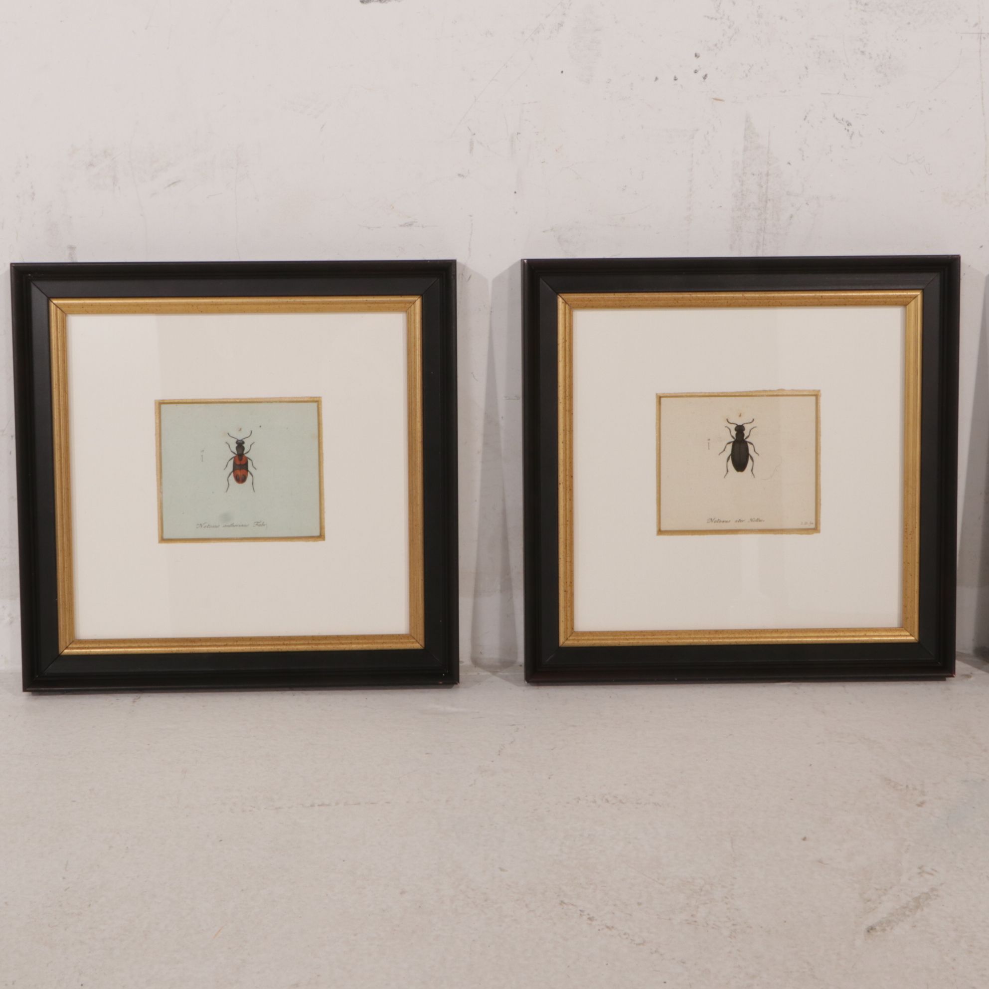 Antique German Hand-Colored Entomological Engravings, Circa 1793