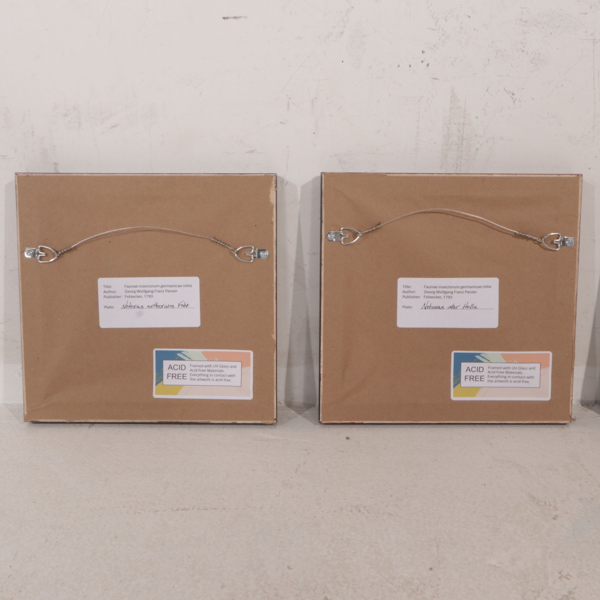 Antique German Hand-Colored Entomological Engravings, Circa 1793