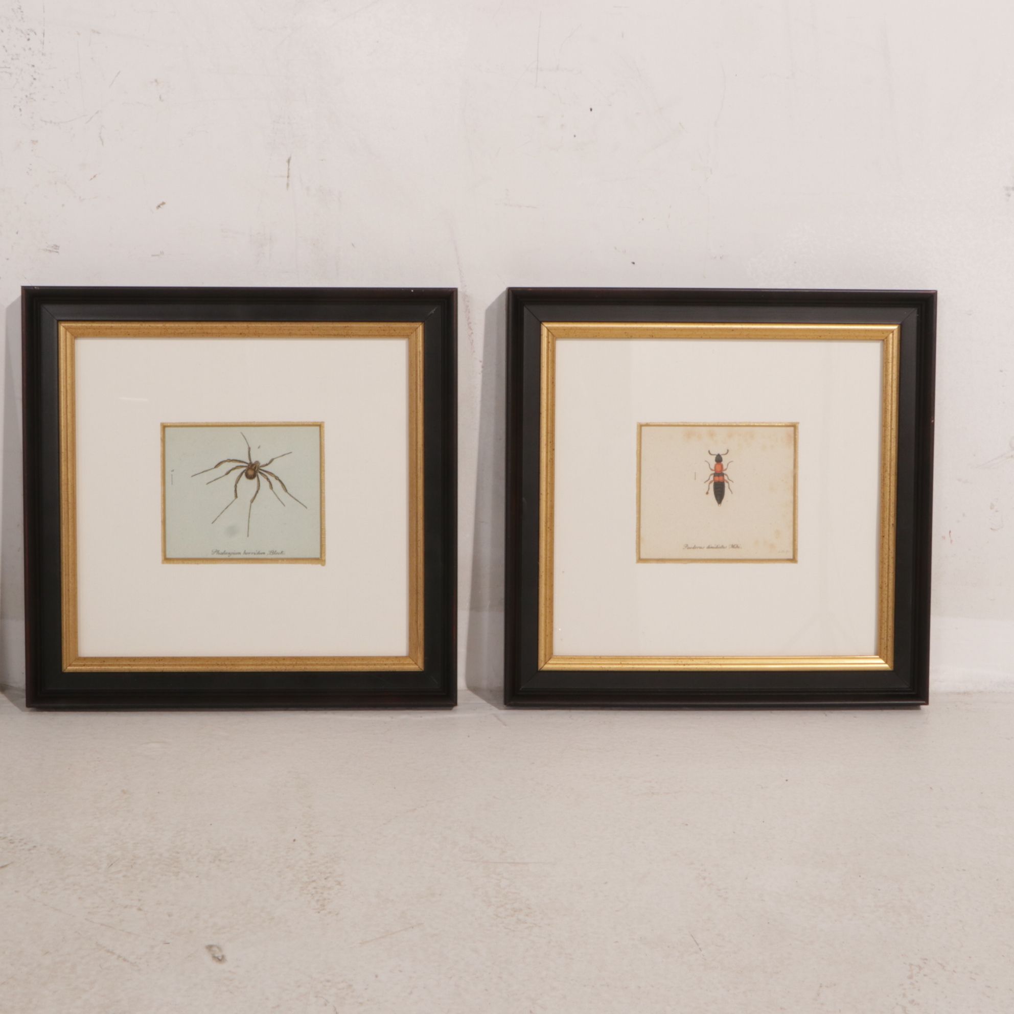 Antique German Hand-Colored Entomological Engravings, Circa 1793