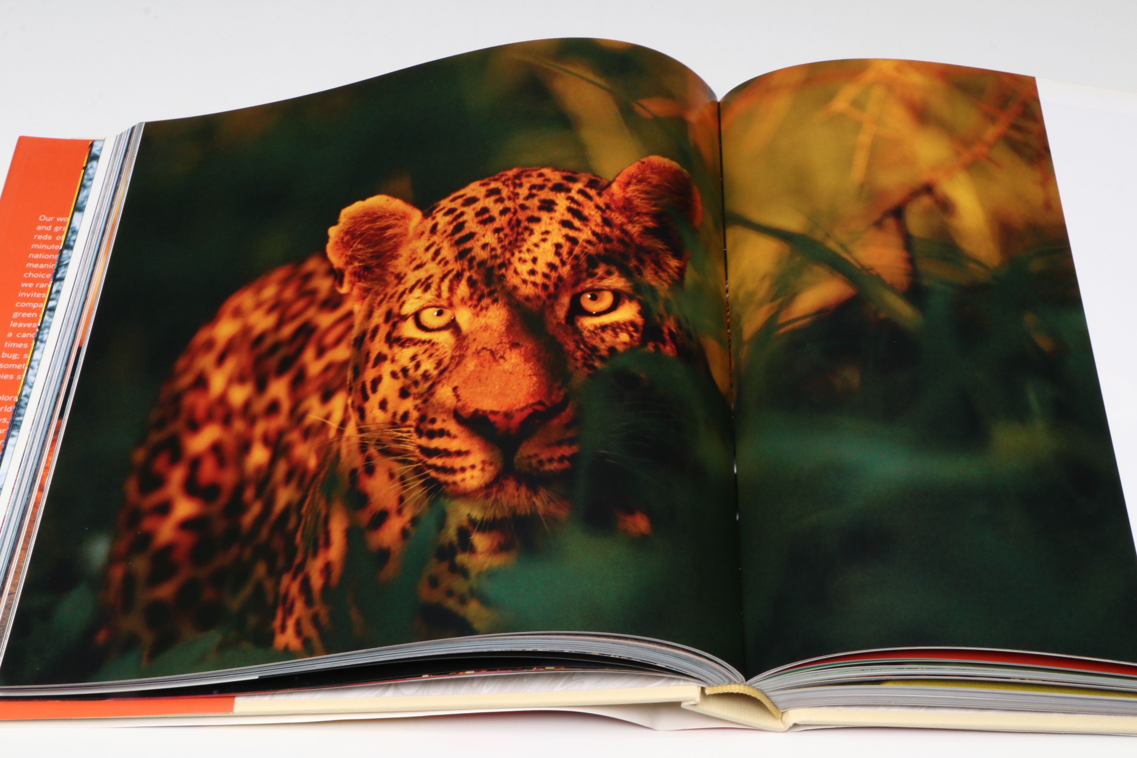 First Edition "Alfred Stieglitz: Photographs & Writings" with More Books